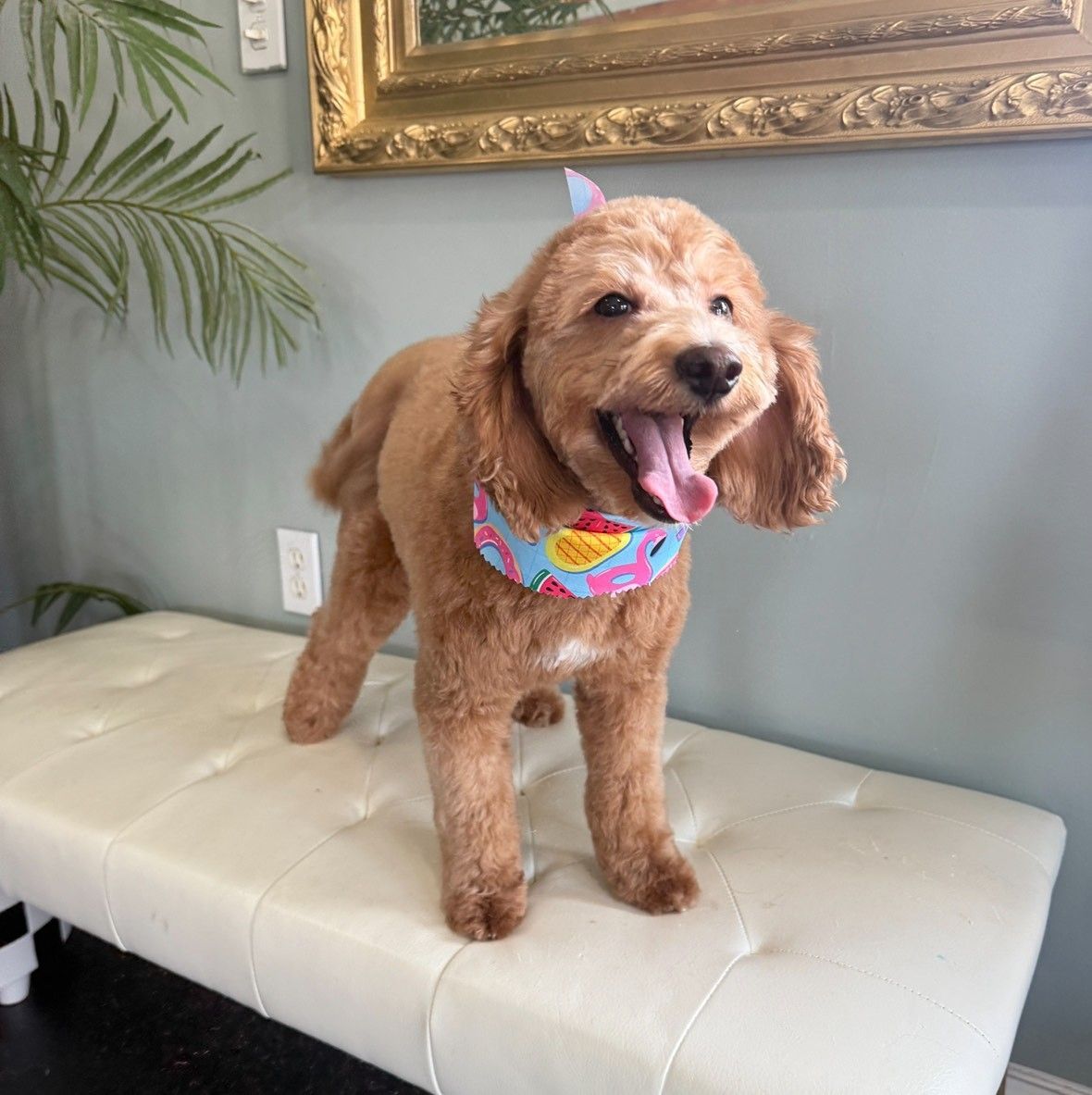 A brown dog wearing a pink and blue bandana is standing on a bench