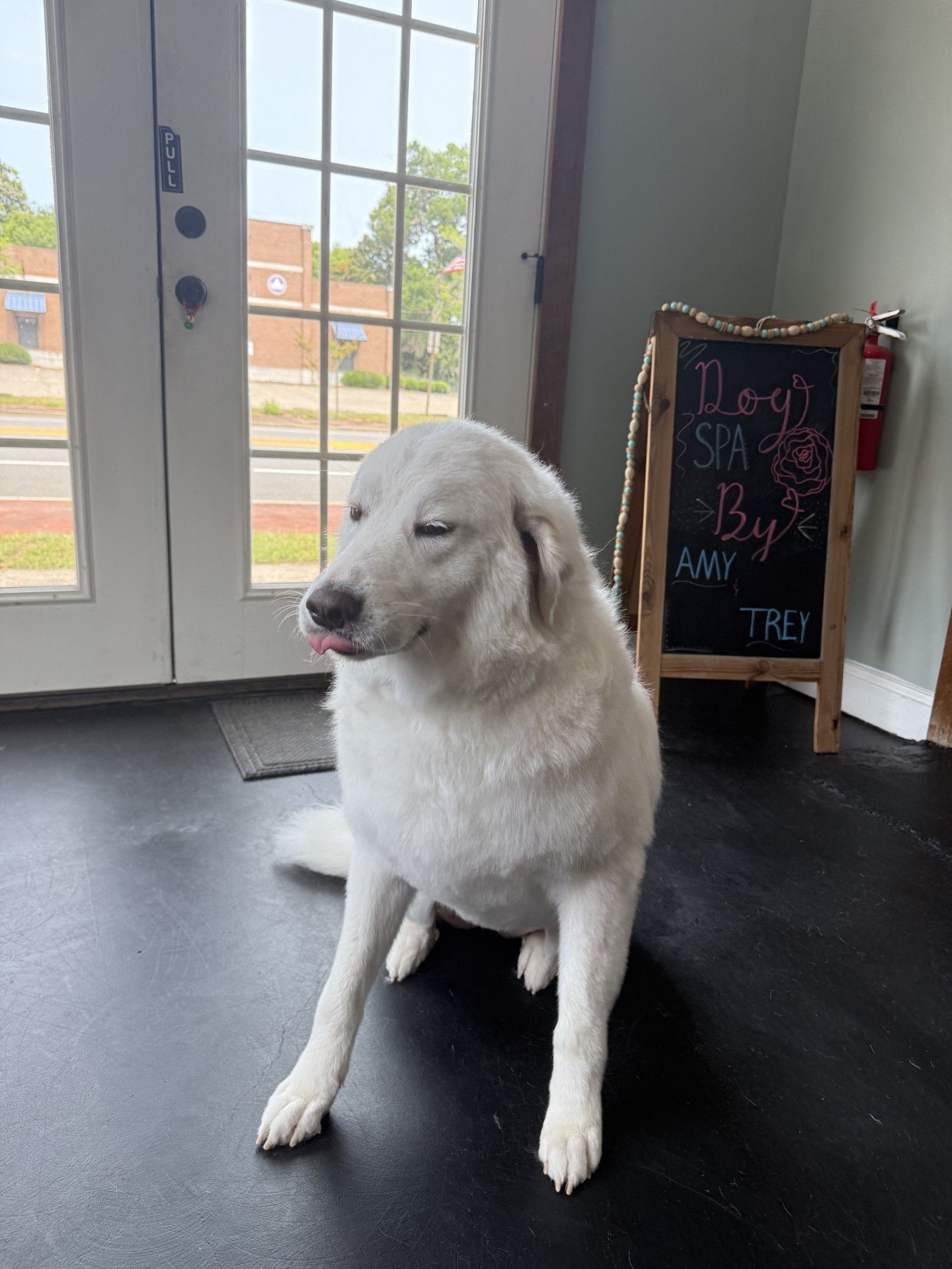 A white dog is sitting on the floor next to a sign that says dogs spa by amy.