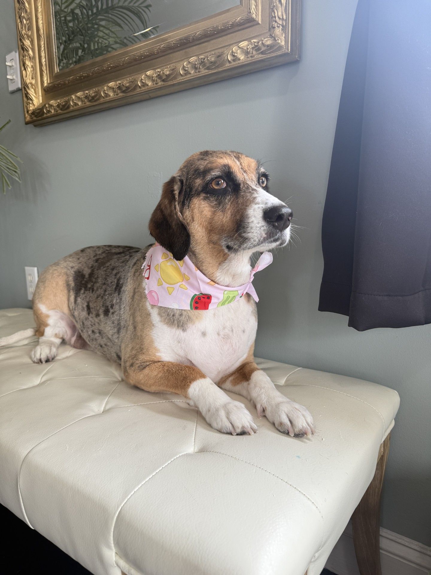 A dog wearing a bandana is laying on a white ottoman.