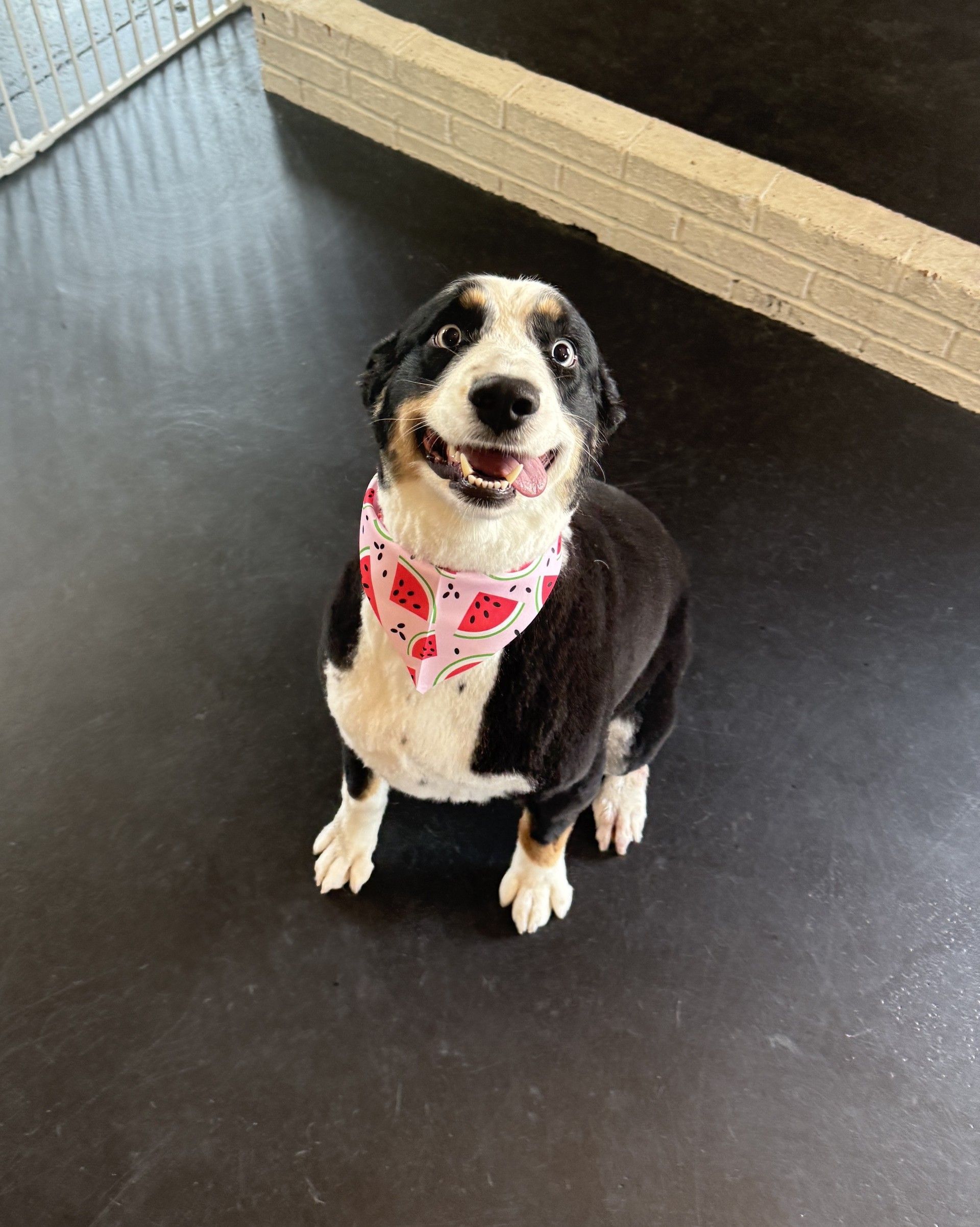 A black and white dog wearing a bandana is sitting on a black floor.