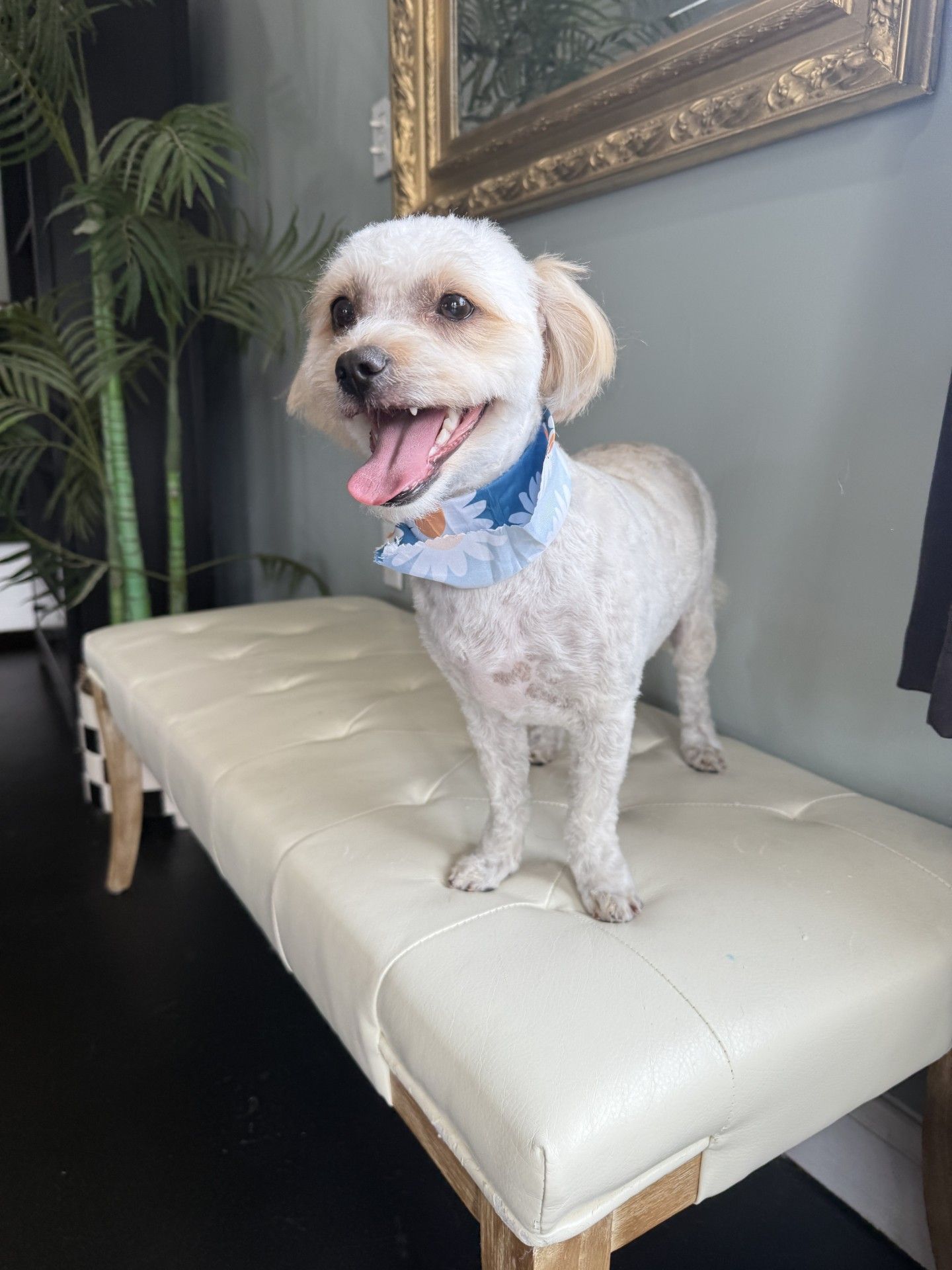 A small white dog is standing on a white bench.
