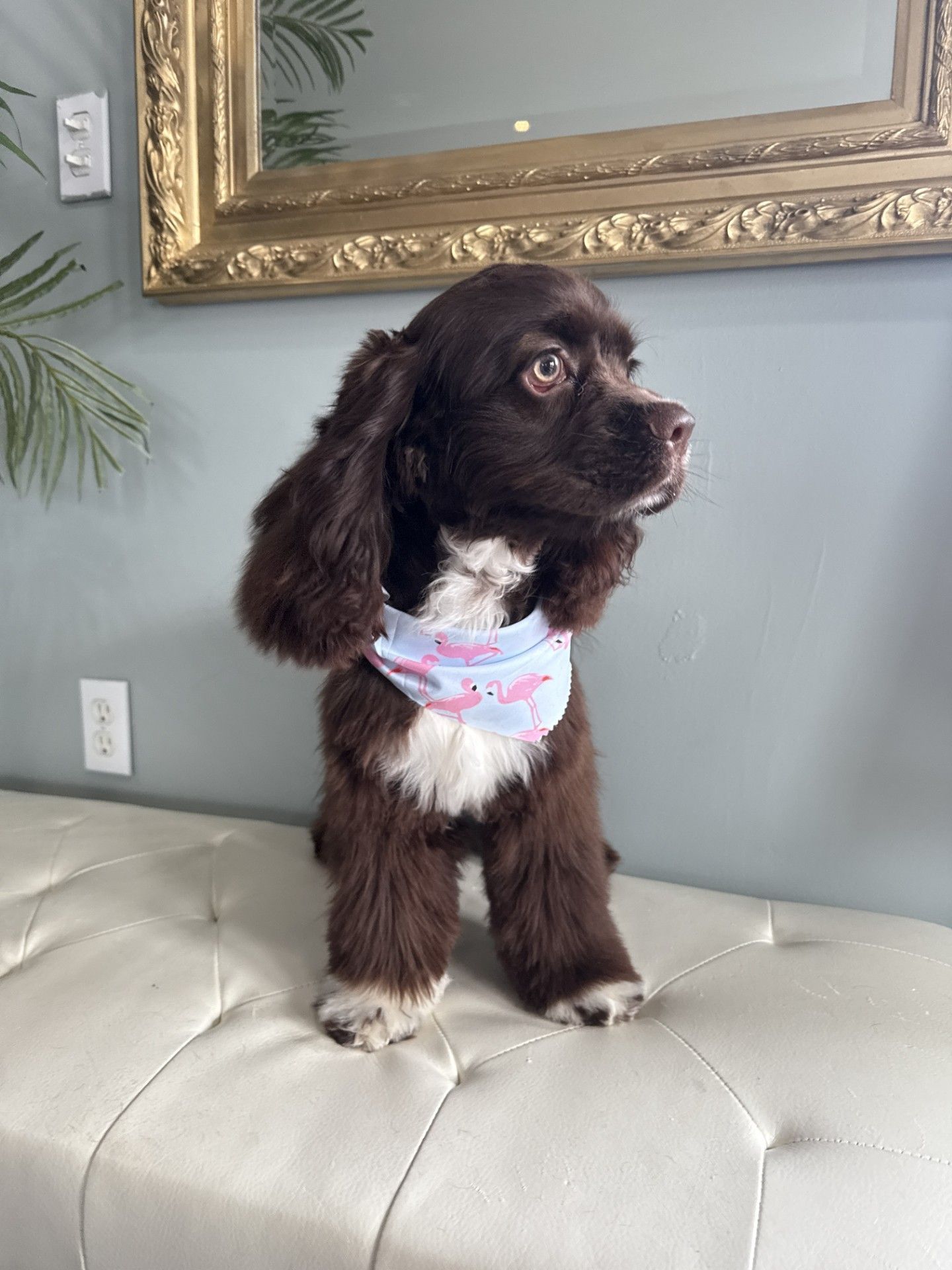 A brown and white dog is sitting on a white ottoman in front of a mirror.