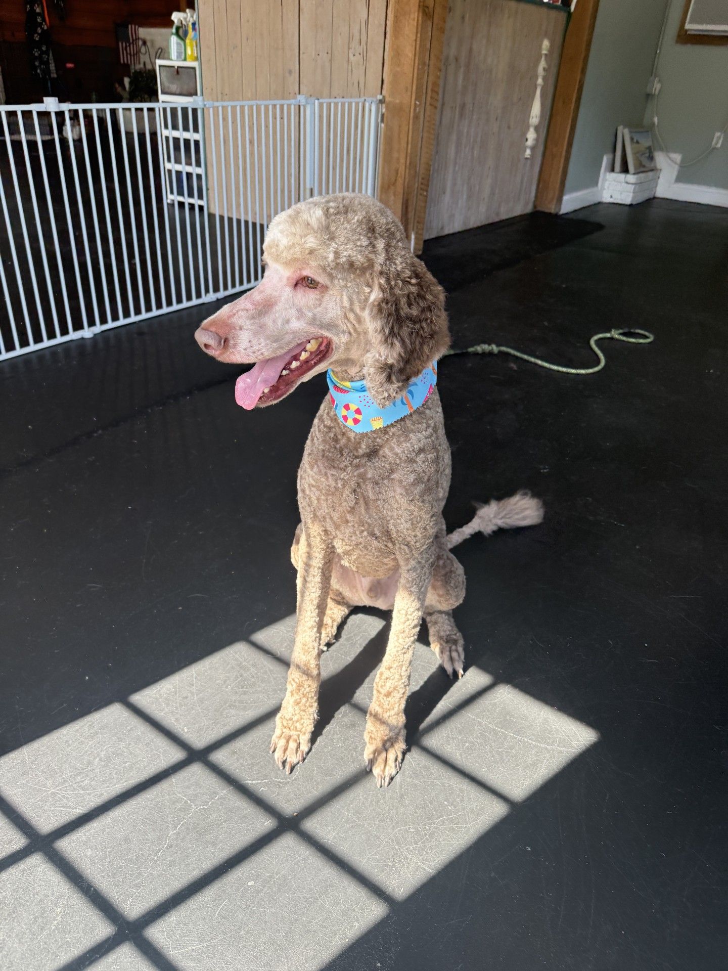 A brown poodle wearing a blue collar is sitting on a black floor.