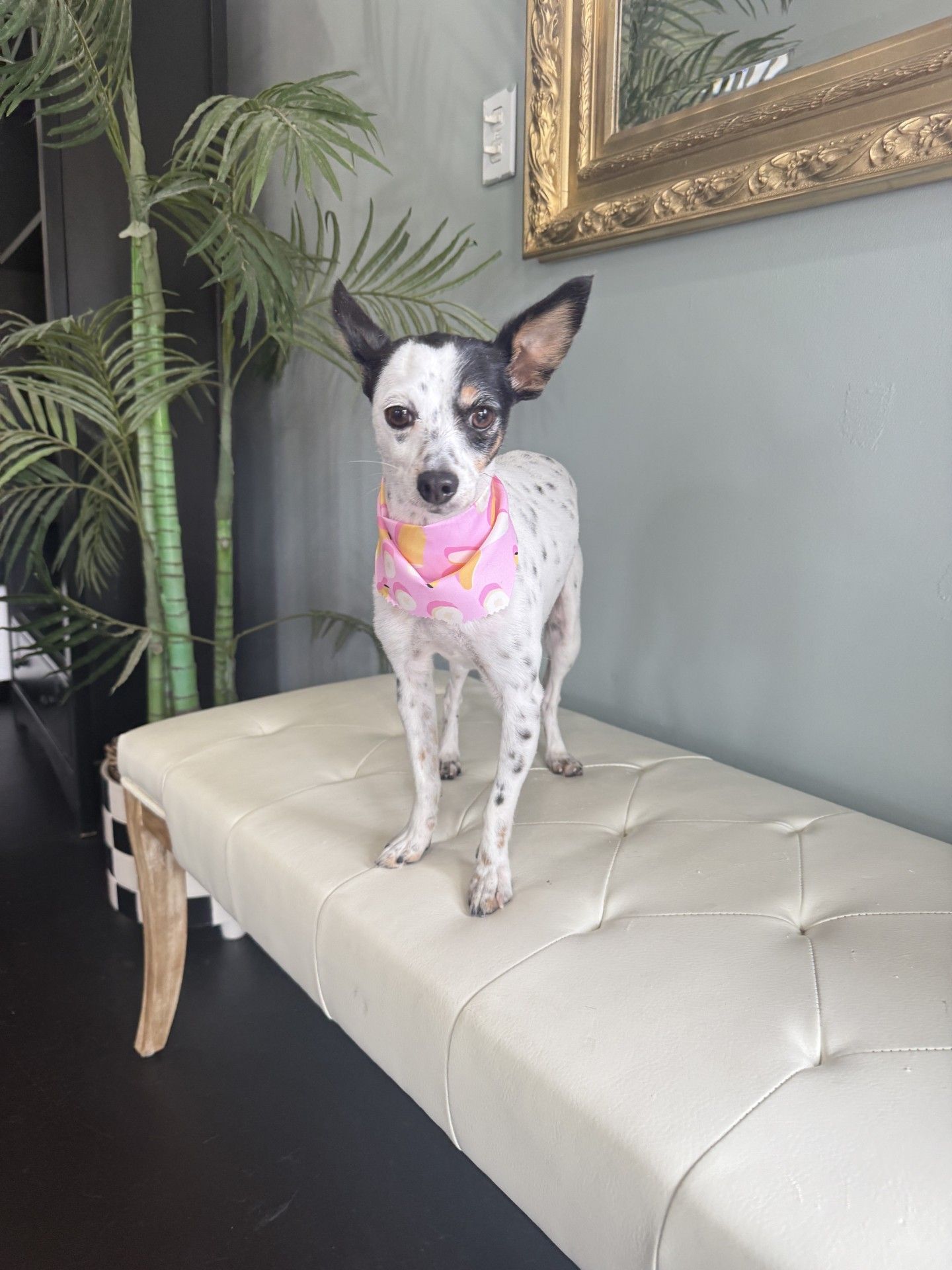 A small black and white dog wearing a pink bandana is standing on a bench.