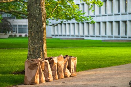 brown bags beside the tree