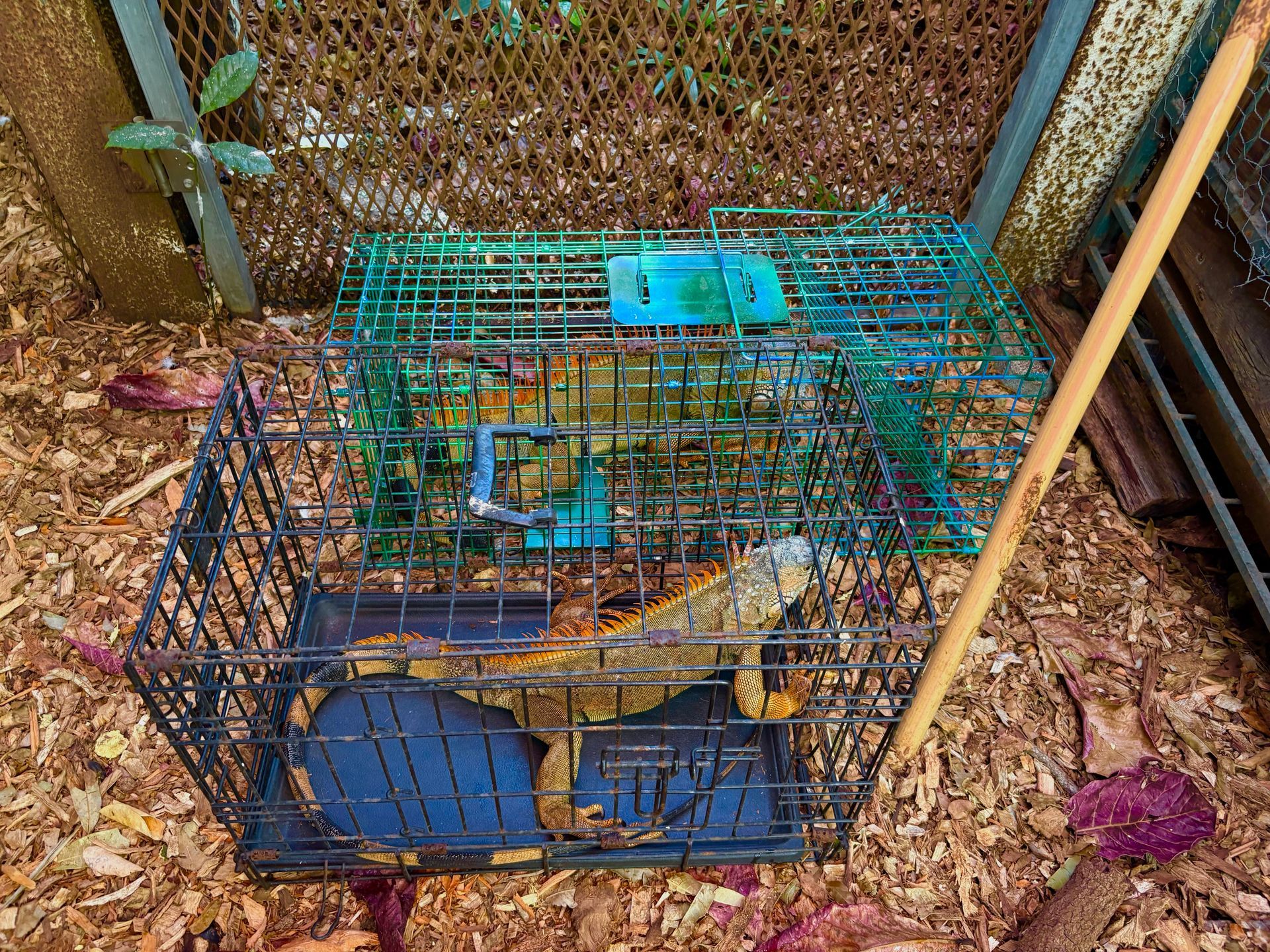 Iguana in a double cage; green and black metal. Sticks and foliage surrounding.