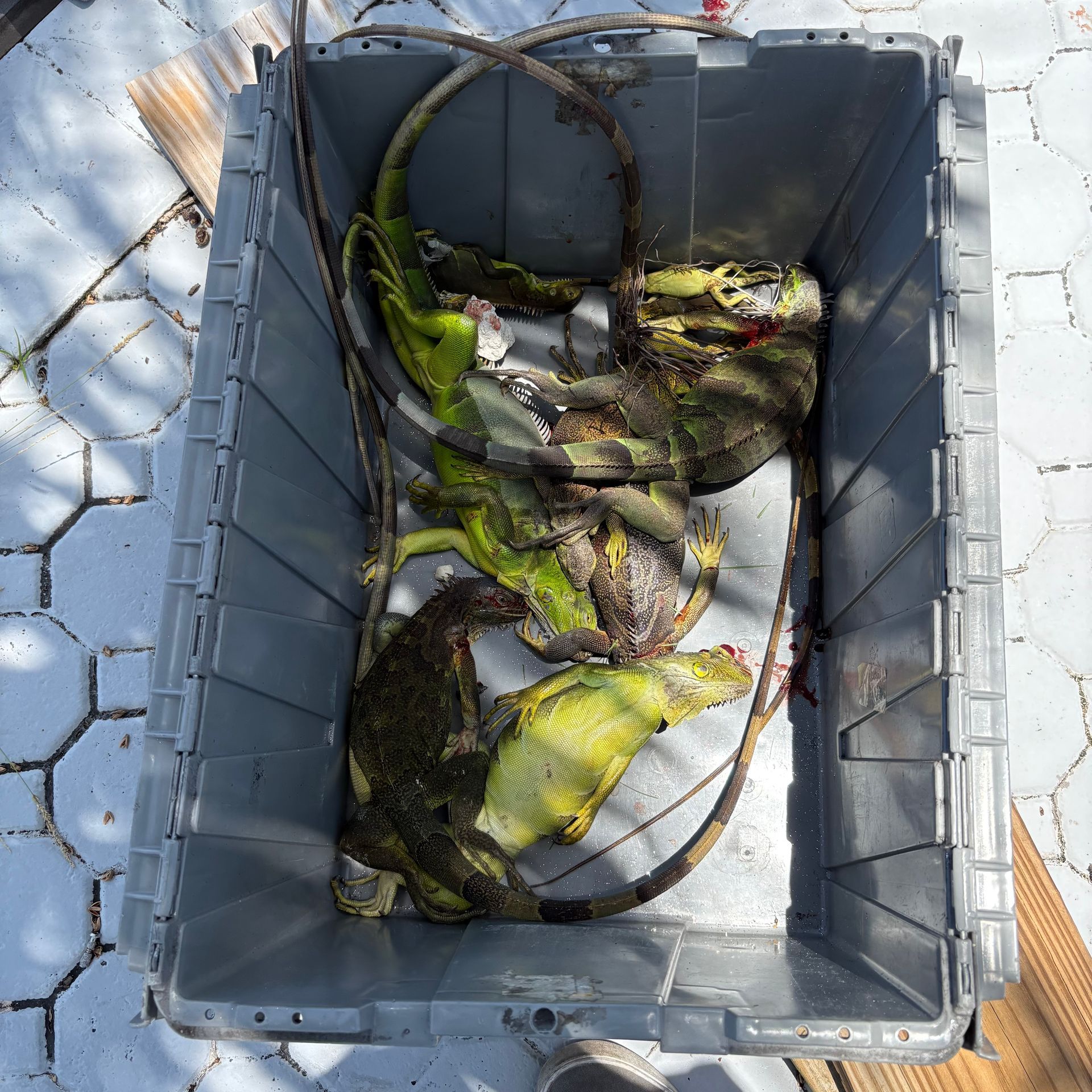 Five green iguanas in a gray plastic container, outdoors.