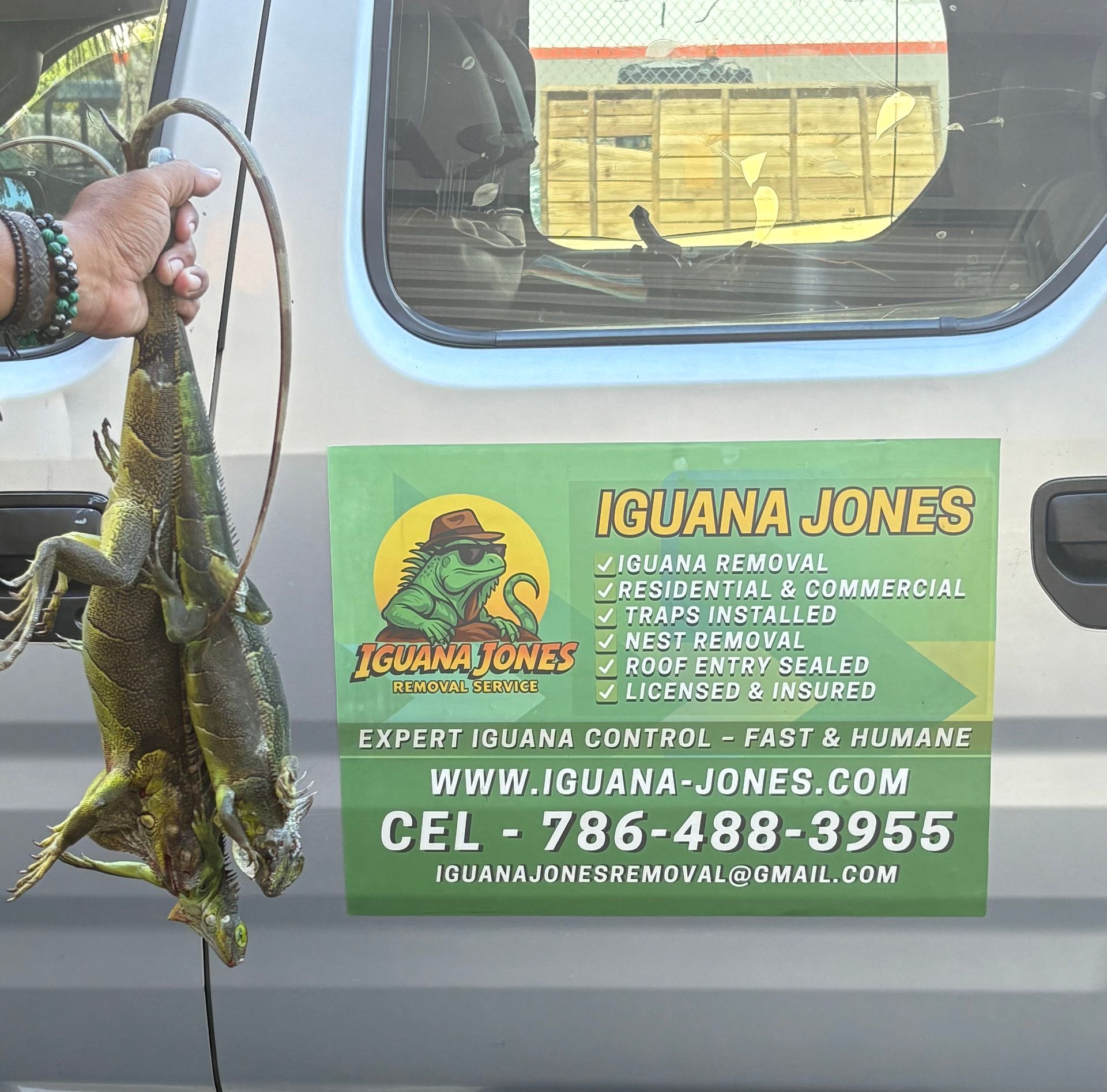Person holding two dead green iguanas near a van with 