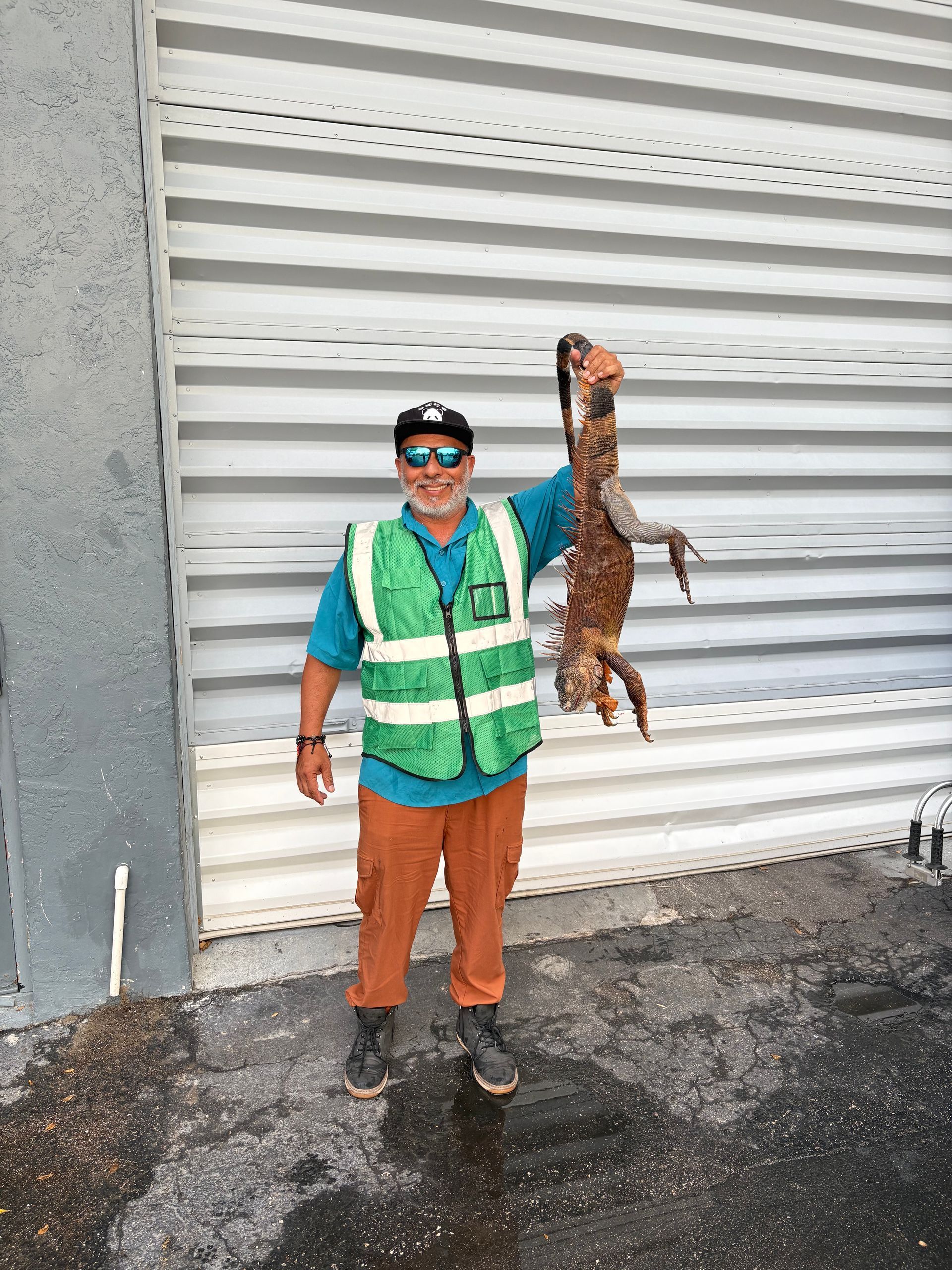 Person in safety vest holding up large iguana outdoors by a wall.