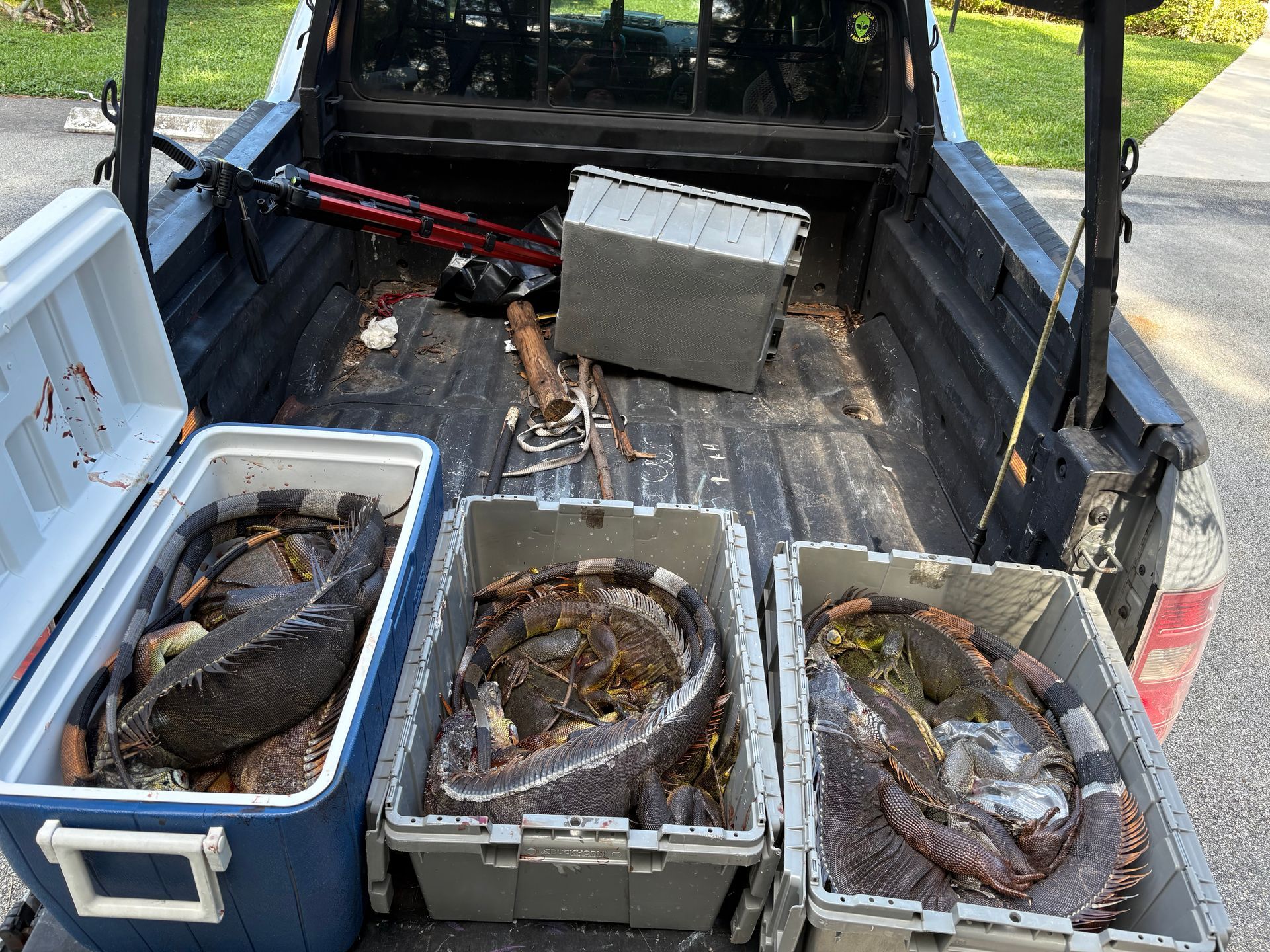 Truck bed filled with coolers and bins holding large fish, gear visible.