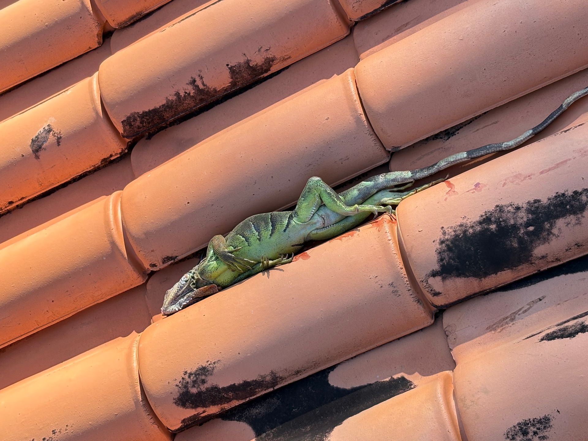 Green lizard lying dead on orange roof tiles.