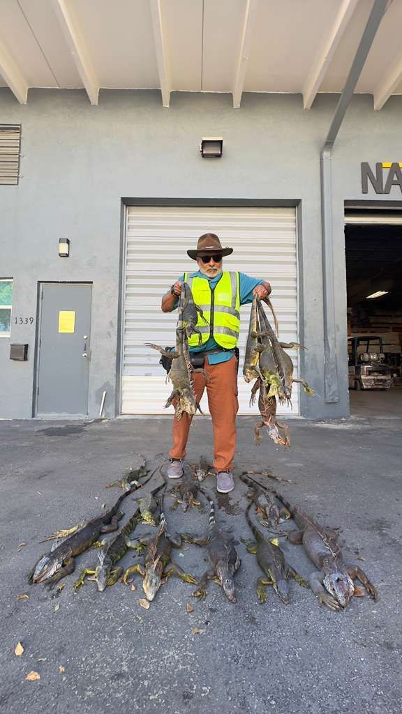 Man holding multiple iguanas in front of a gray building. Many more iguanas lie on the ground.