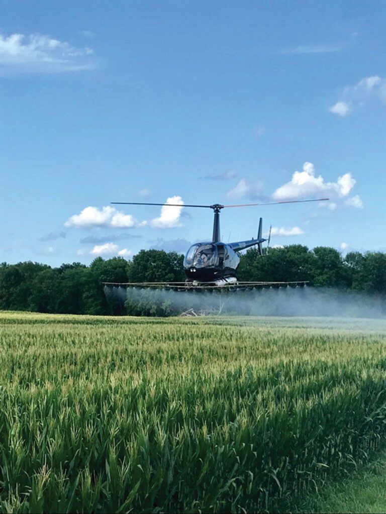 A field of corn plants