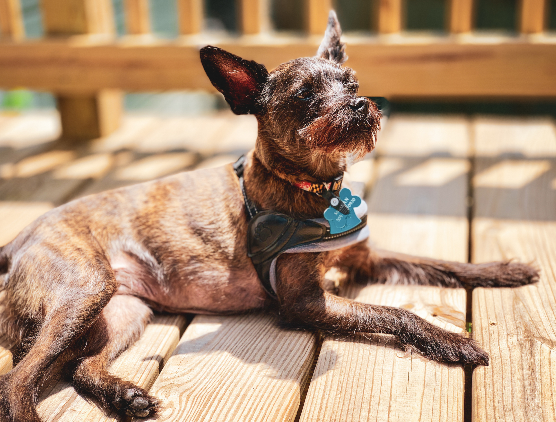 A small dog is laying on a wooden deck.