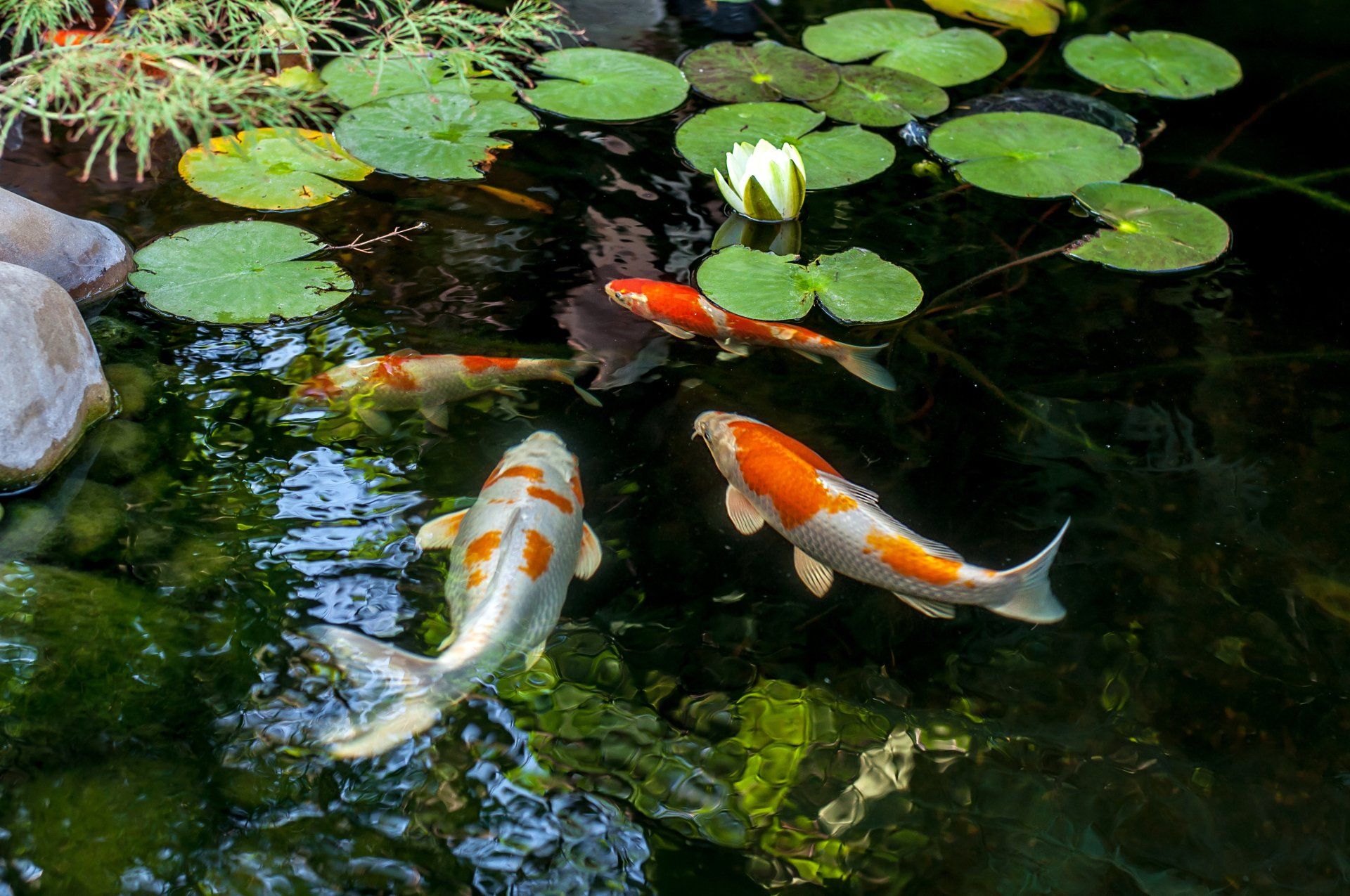 fishes in a pond