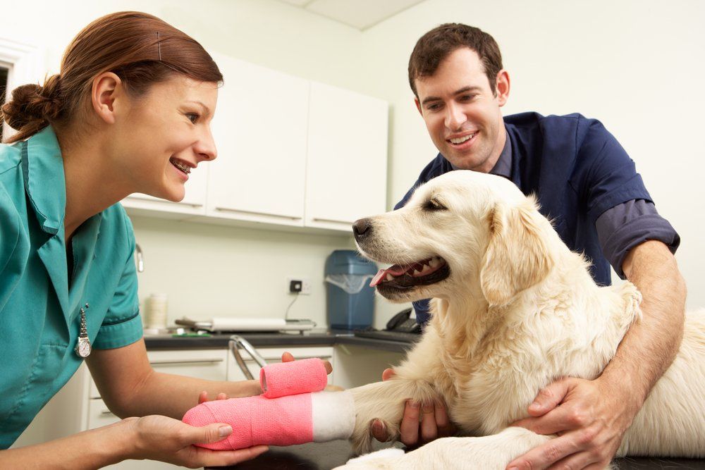 Male Veterinary Surgeon Treating Dog in Surgery — Vet in Shellharbour, NSW