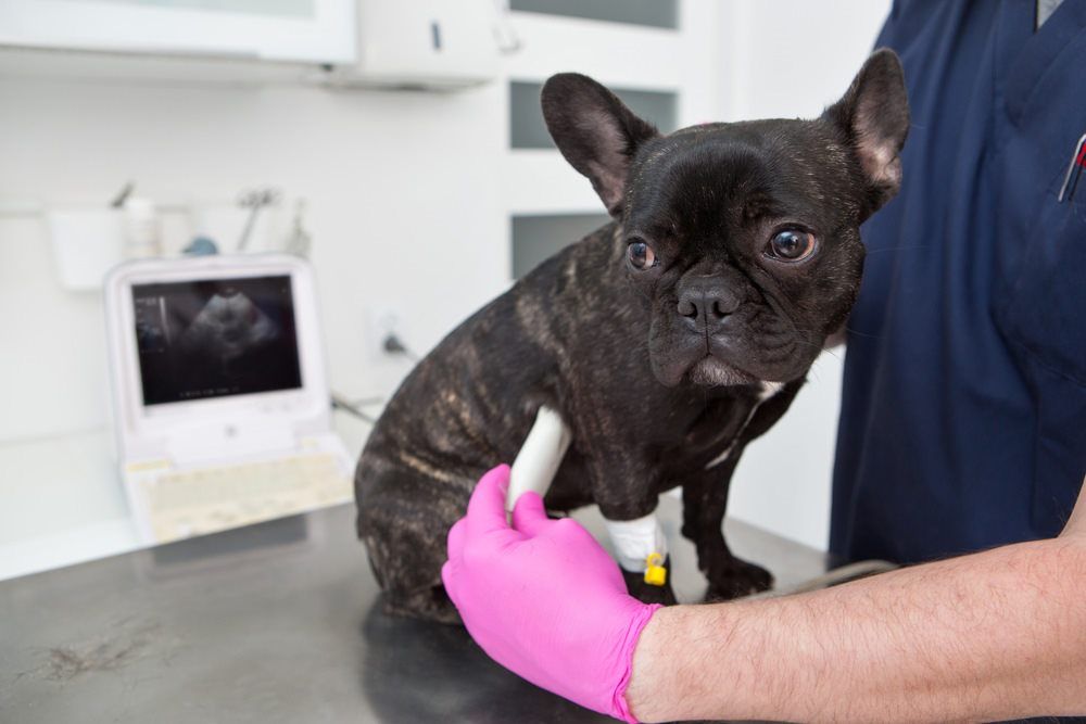 The Vet Does an Ultrasound Dog in Clinic — Vet in Shellharbour, NSW