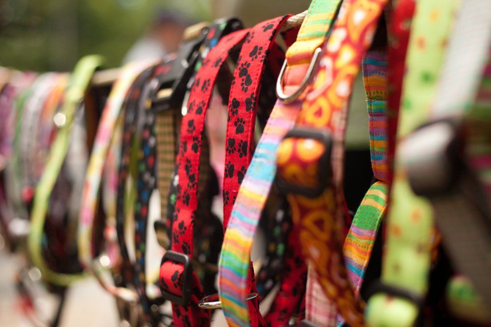 Dog Collars — Vet in Shellharbour, NSW