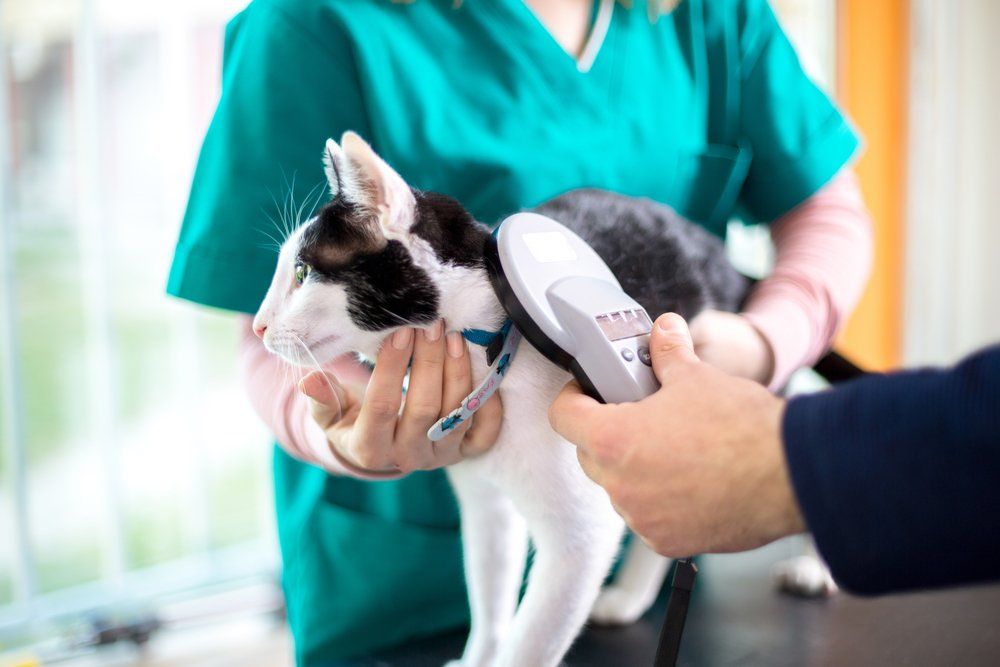 Veterinarian Checking Microchip of Cat — Vet in Shellharbour, NSW