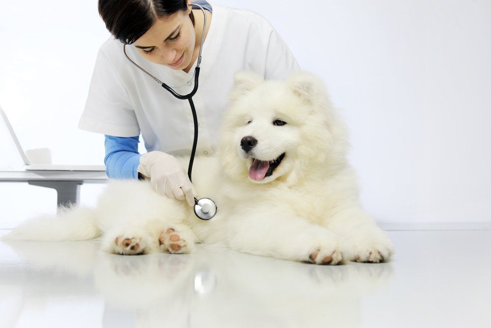 Veterinarian Examining Dog on Table in Vet Clinic — Vet in Shellharbour, NSW