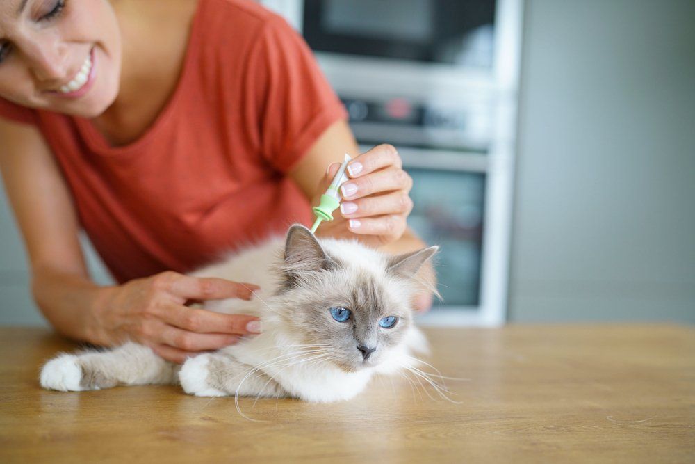 Woman Injecting Cat Product to Prevent From Fleas — Vet in Shellharbour, NSW