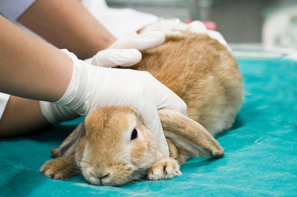 Veterinarian are Examining and Check Rabbit  in Operating Room — Vet in Shellharbour, NSW