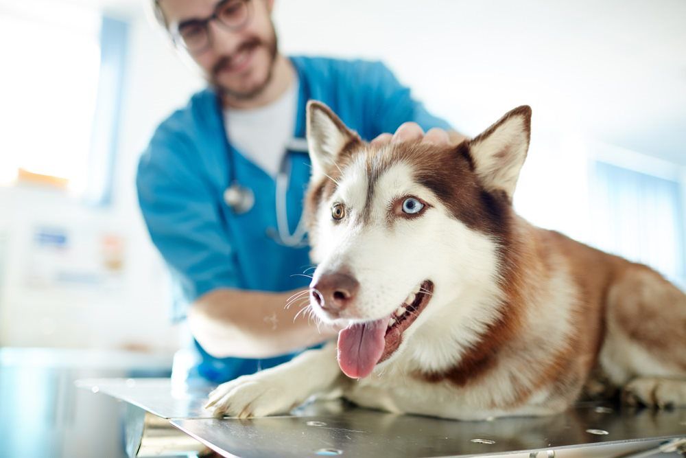 Veterinarian Examining Dog — Vet in Shellharbour, NSW