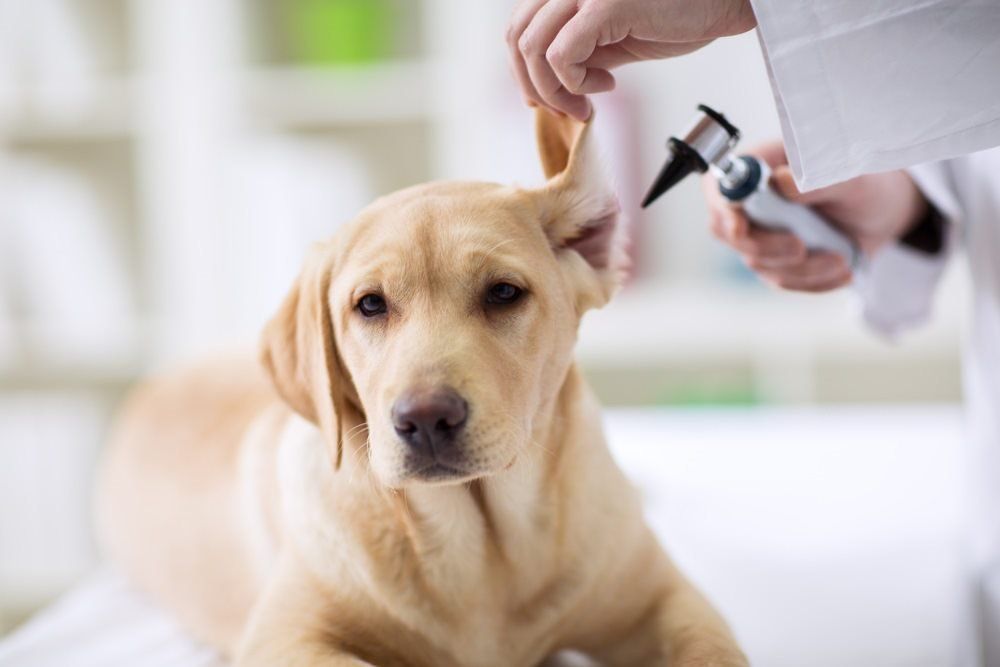 Hearing Checkup of Labrador Dog — Vet in Shellharbour, NSW