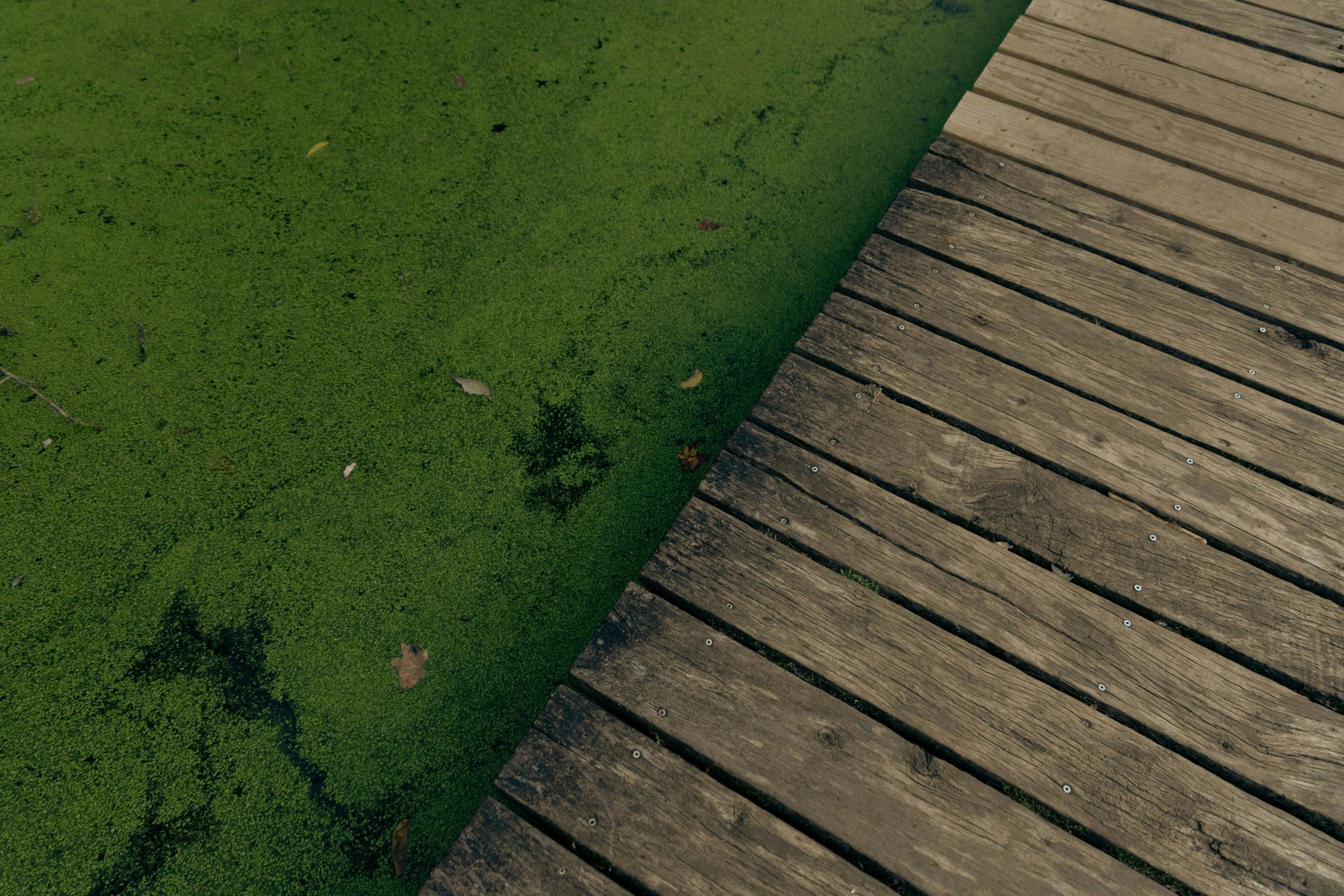 Close-up view of a wooden dock beside a pond covered in green aquatic weeds and algae.