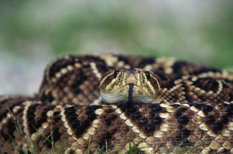 Snake Removal — Pest Control in Richmond, VA