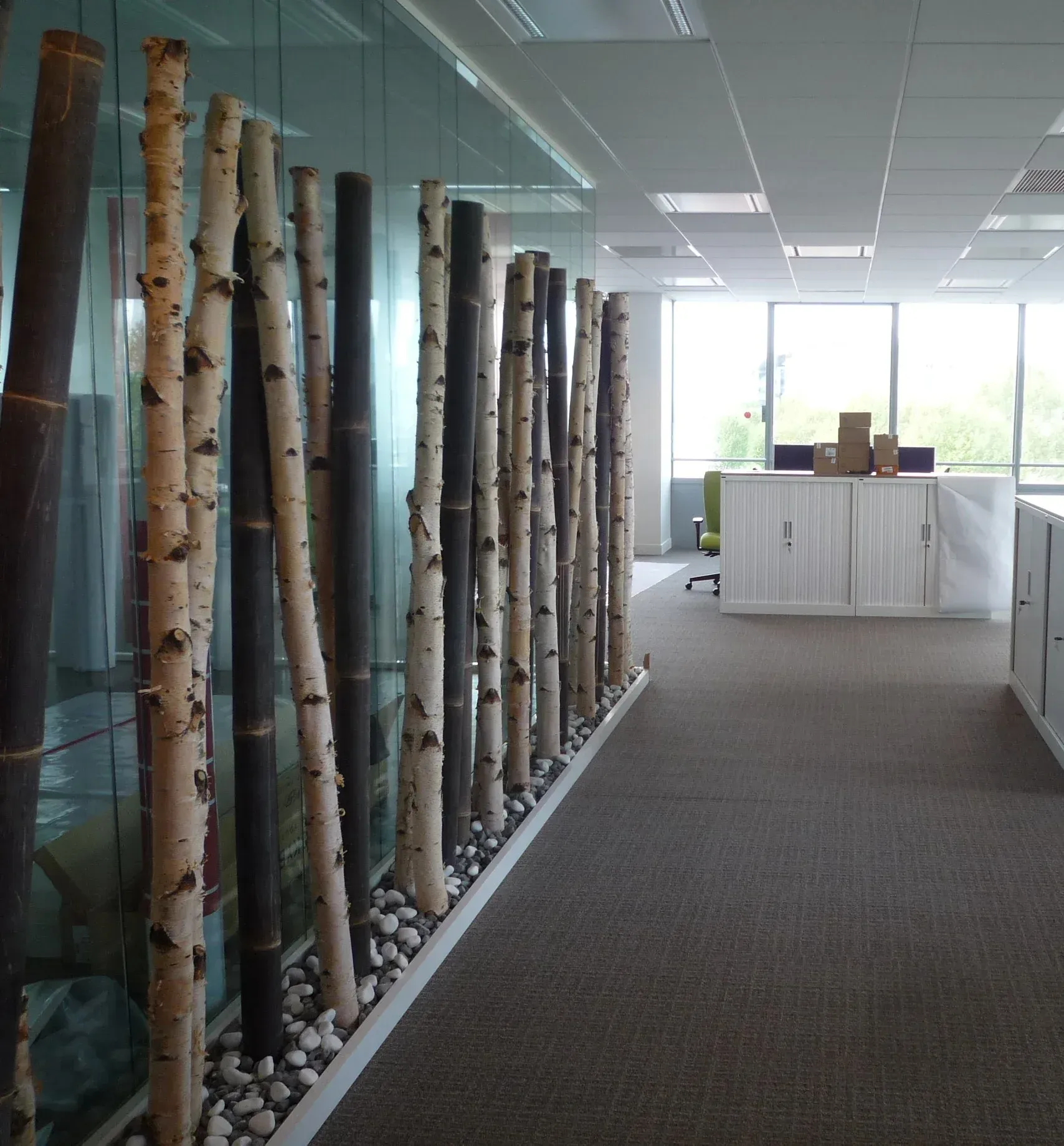 Un couloir avec une rangée de bouleaux et de bambous. Aménagement de bureaux et locaux professionnels - SPAC