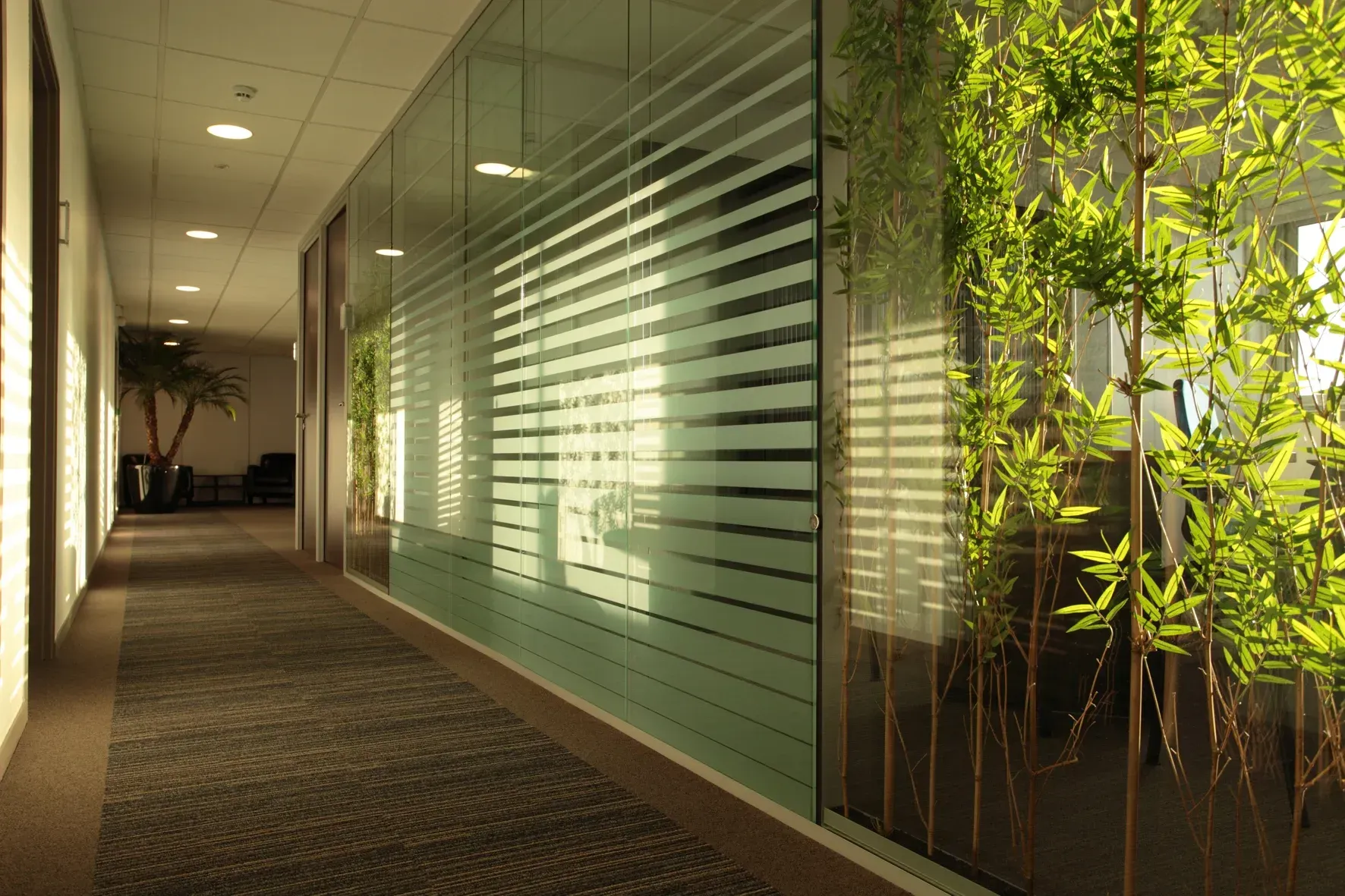 Un couloir avec un mur de verre et des arbres dans le coin. Aménagement de bureaux et locaux professionnels - SPAC