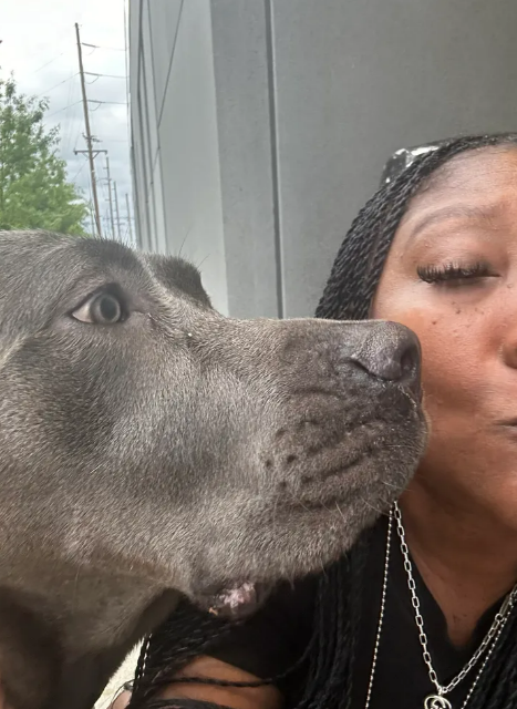 A woman is kissing a gray dog on the nose
