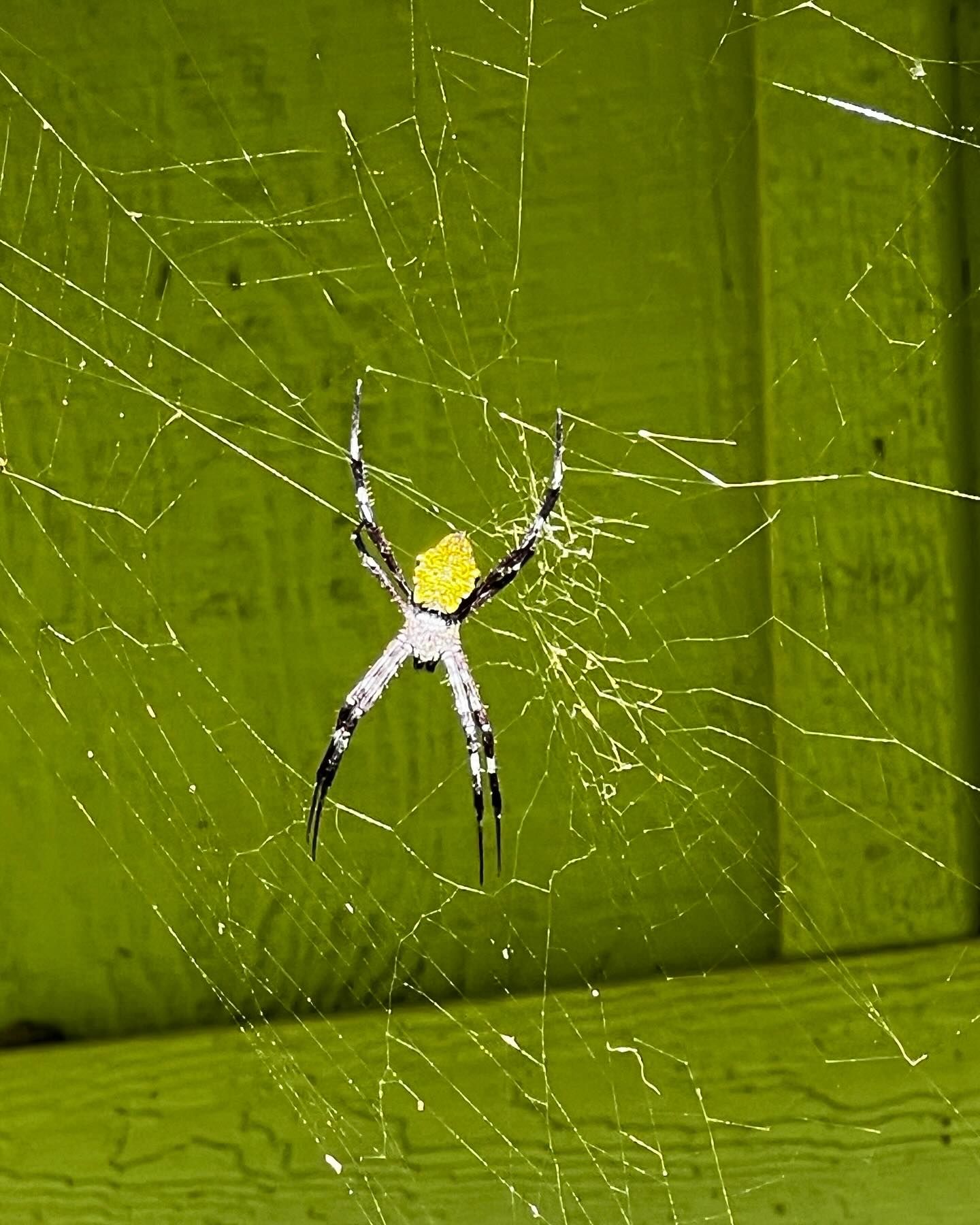 A yellow and black spider is sitting on a web