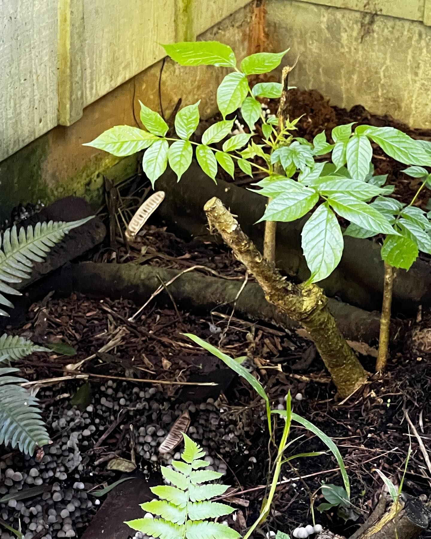 A few plants are growing in the dirt near a fence