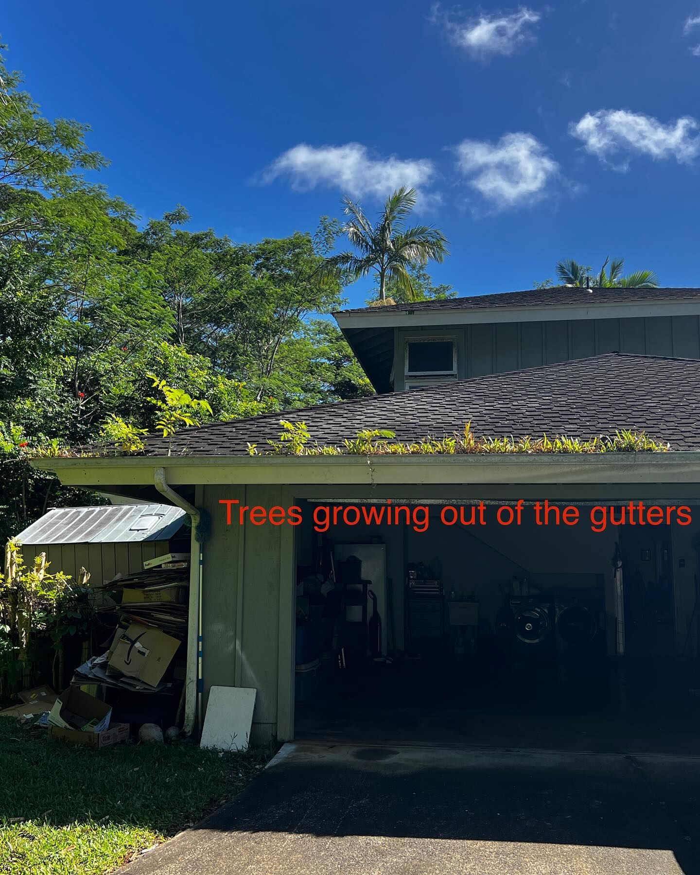 Trees are growing out of the gutters of a house