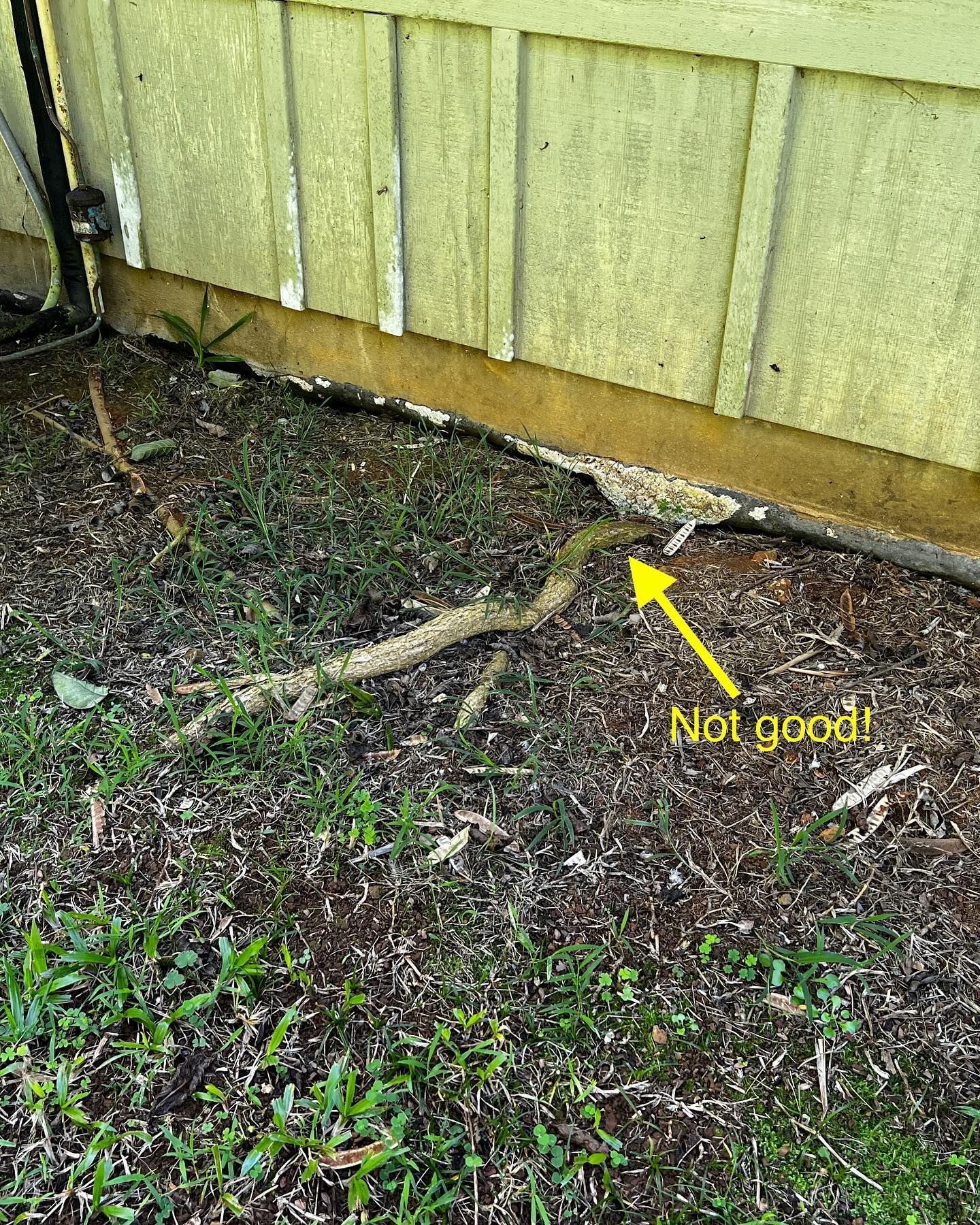 A snake is laying on the ground next to a fence.