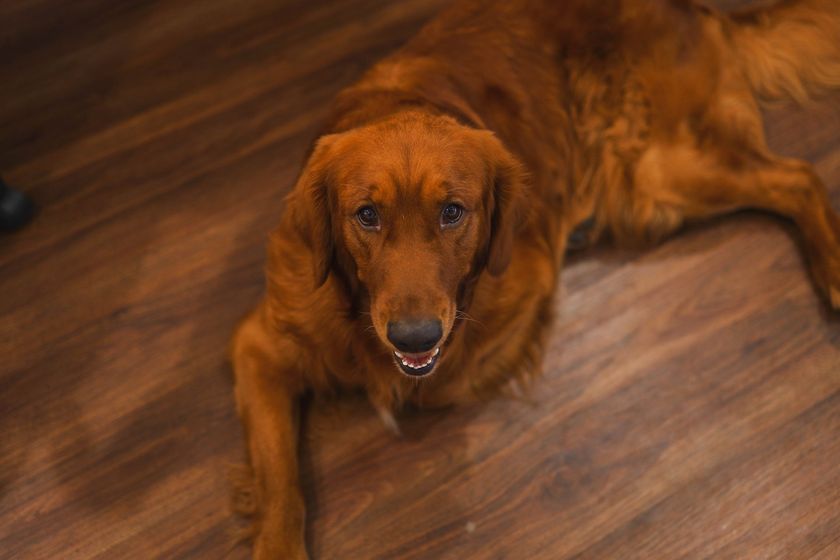 A brown dog is laying on a wooden floor and looking up at the camera.