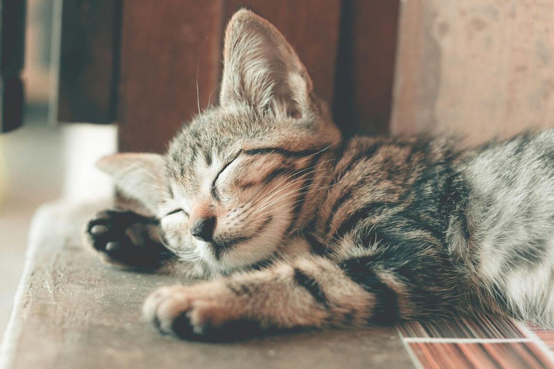 Sleeping tabby kitten, striped gray and brown, resting on a tiled surface, eyes closed peacefully.
