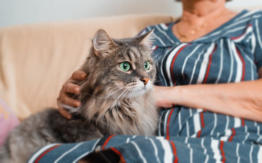 Gray cat with green eyes sits on a woman's lap; the woman is petting the cat, sitting on a couch.