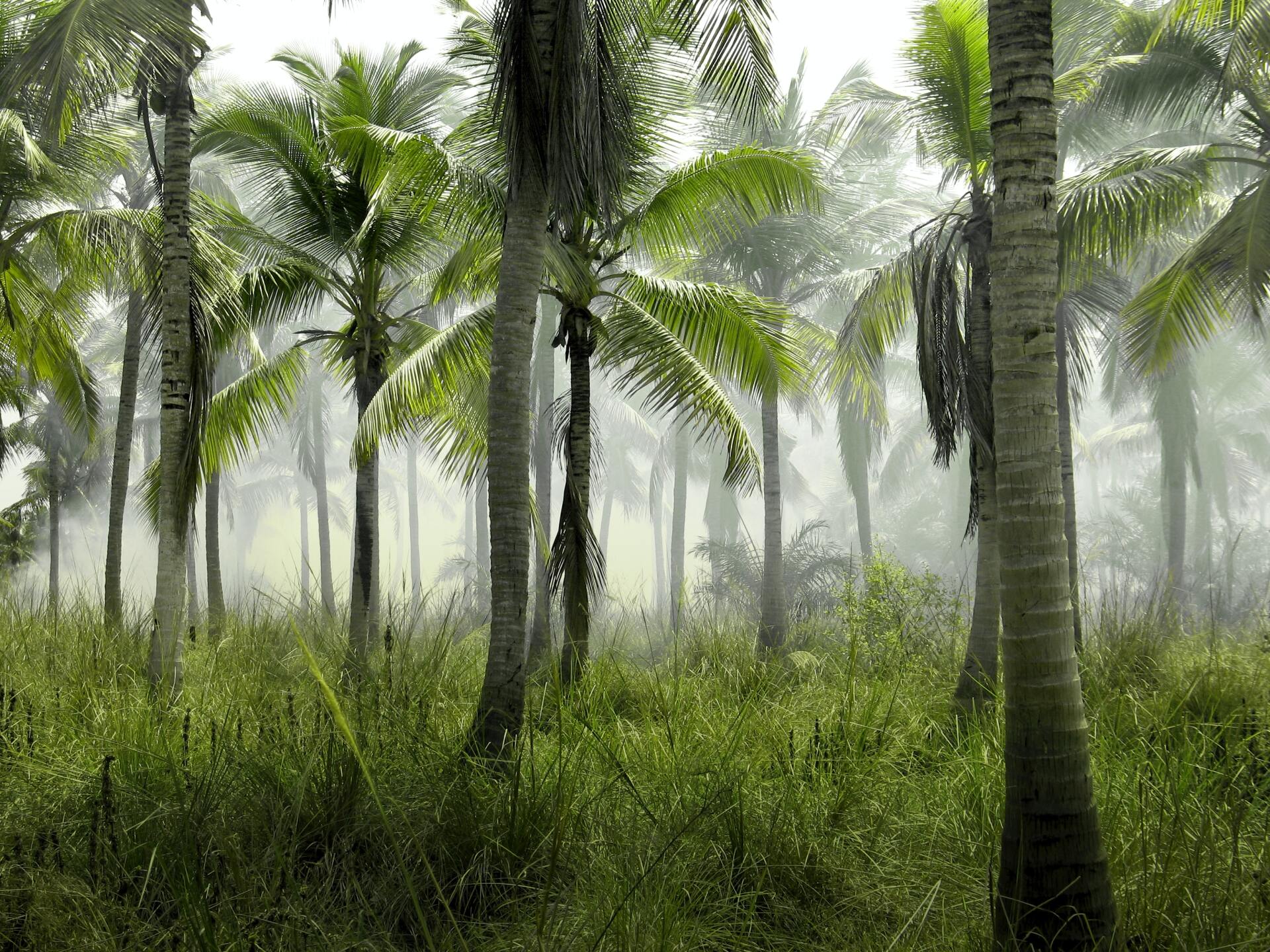 A lush green forest filled with palm trees and grass on a foggy day.