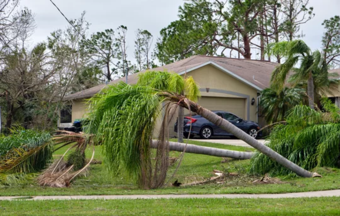 A palm tree is fallen in front of a house.