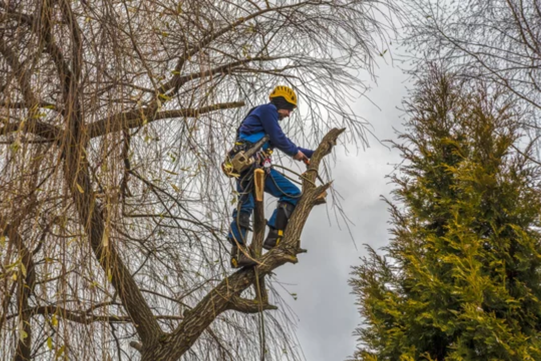 A man is cutting a tree branch with a chainsaw.