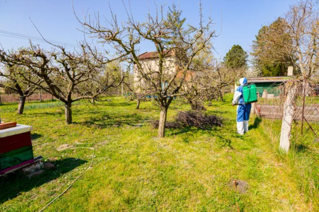 A man in a protective suit is spraying trees in an orchard.