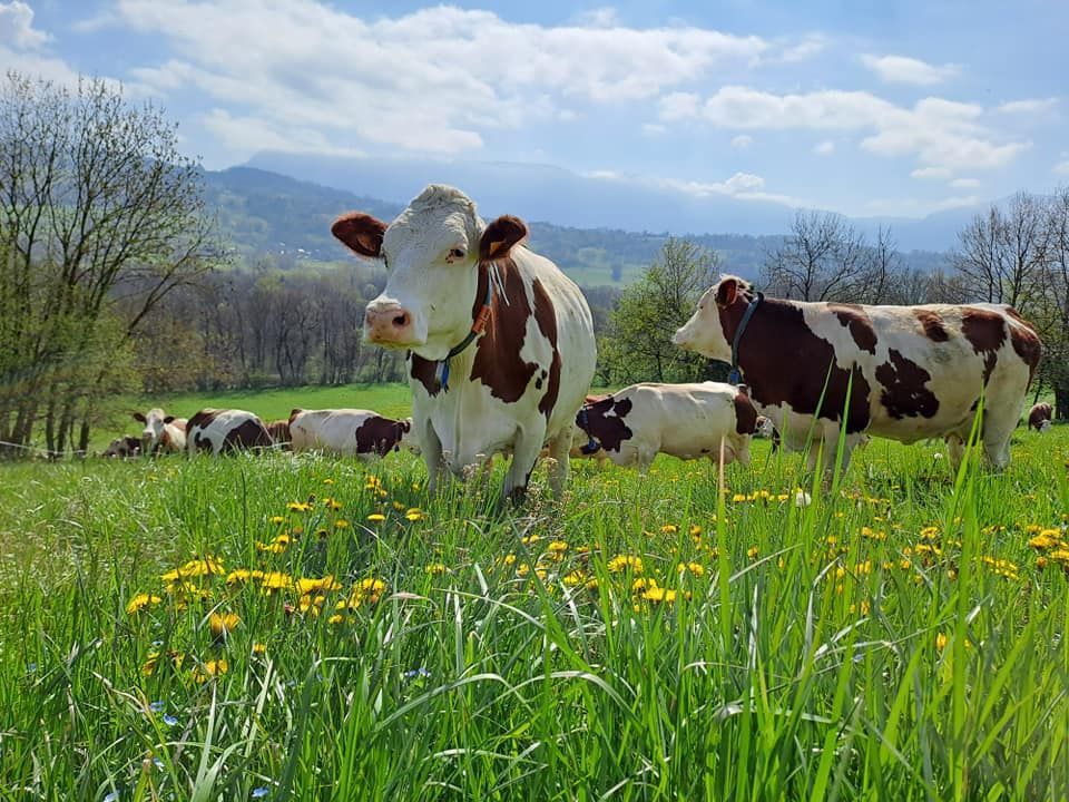 Un troupeau de vaches se tient dans un champ herbeux.