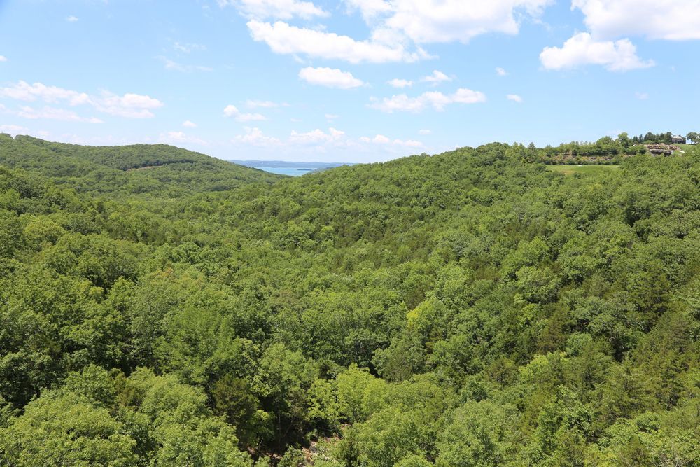 An aerial view of a lush green forest on a hillside.