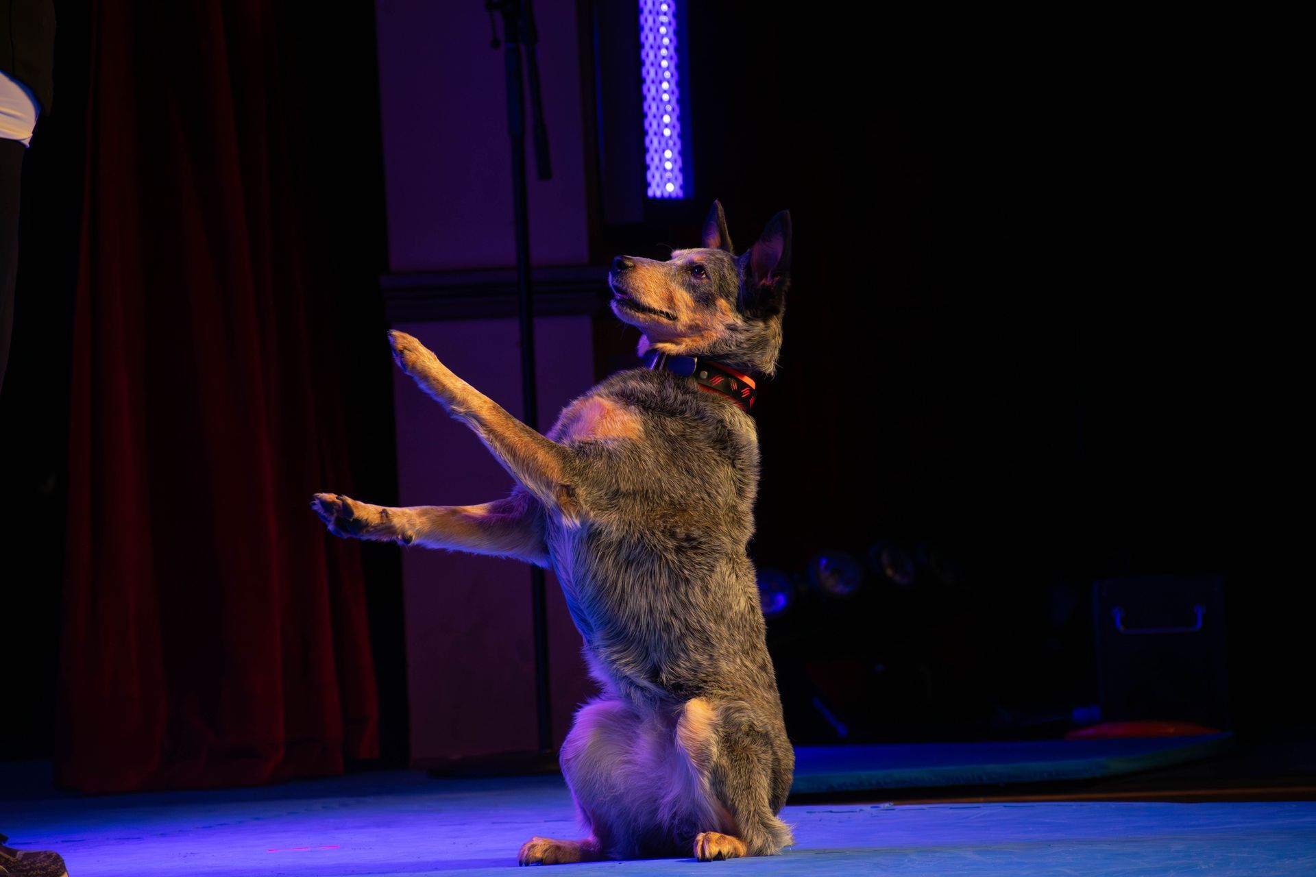 A dog is standing on its hind legs on a stage.