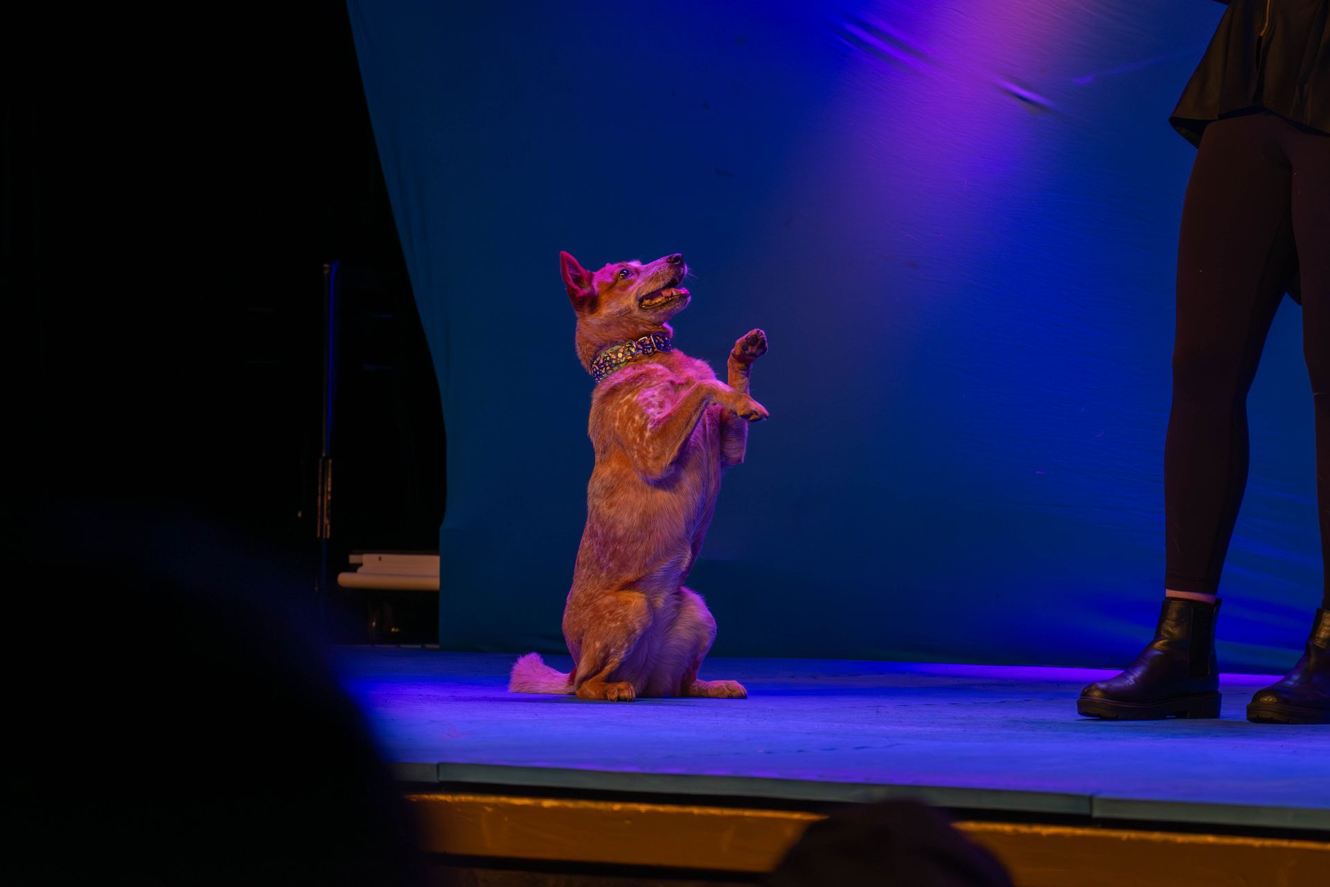 A dog is sitting on its hind legs on a stage.
