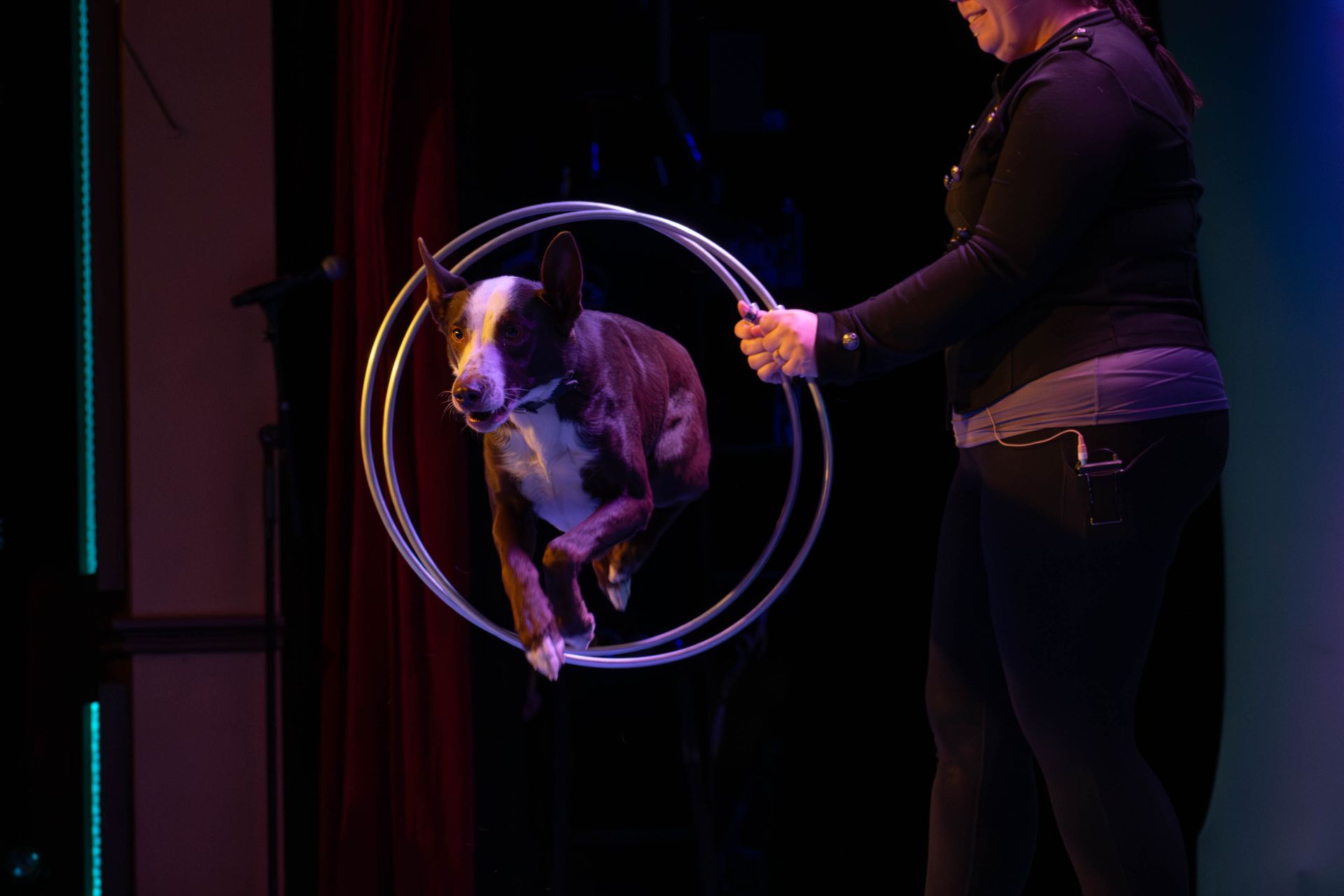 A dog is jumping through a hula hoop on a stage.