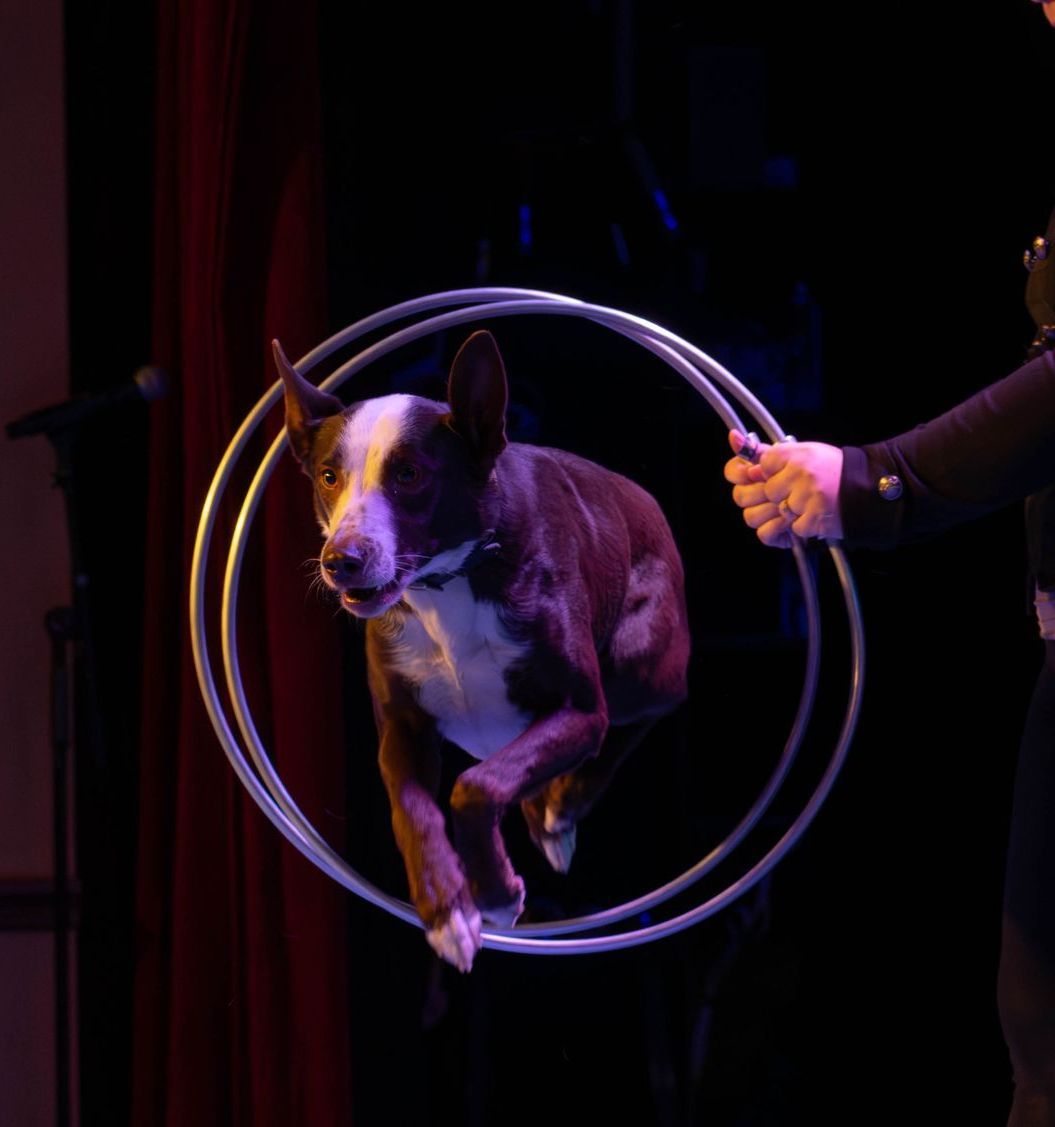 A brown and white dog is jumping through a hoop